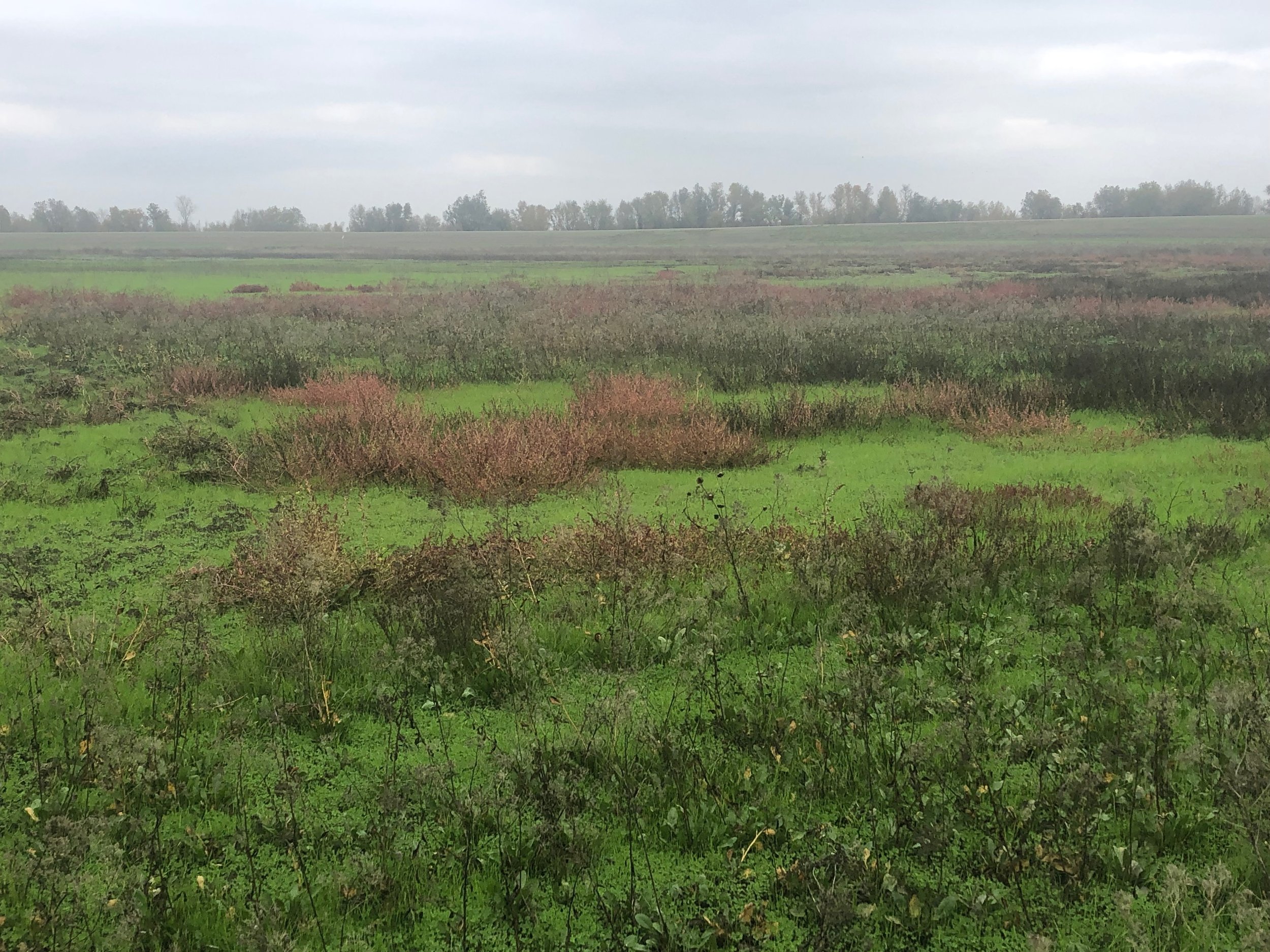Levee field.jpeg