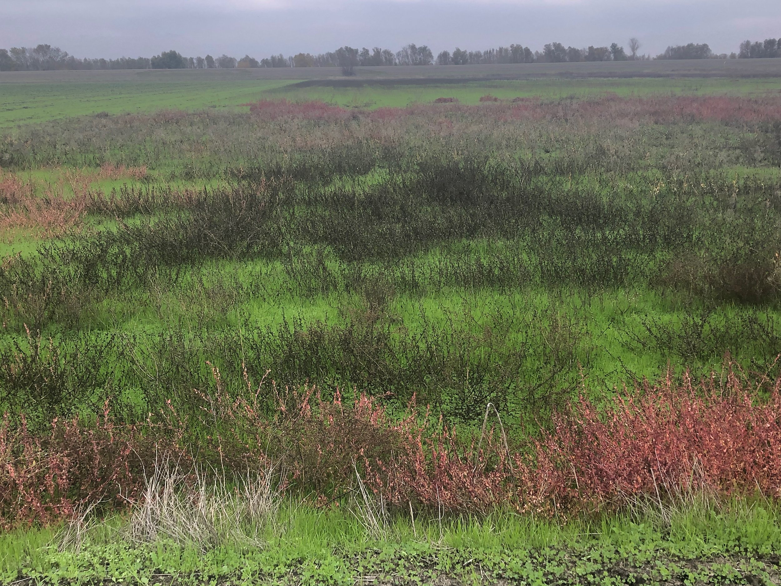 6 of 6 Red green meadow at levee.jpeg