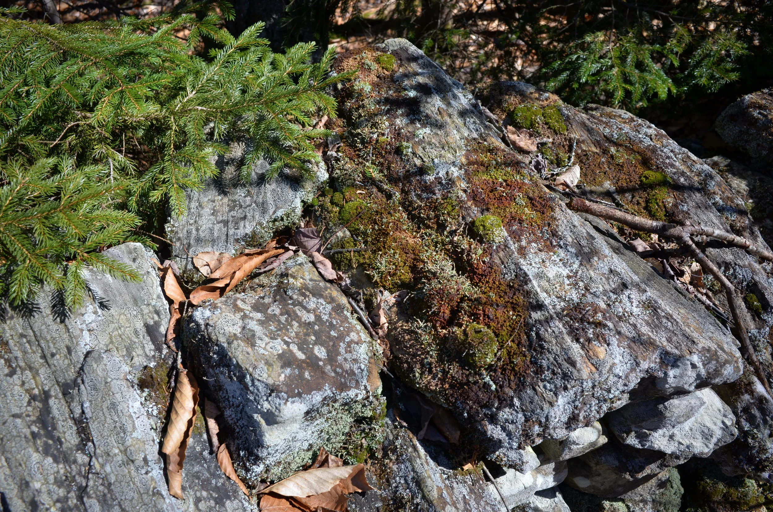 DSC_0124.JPG