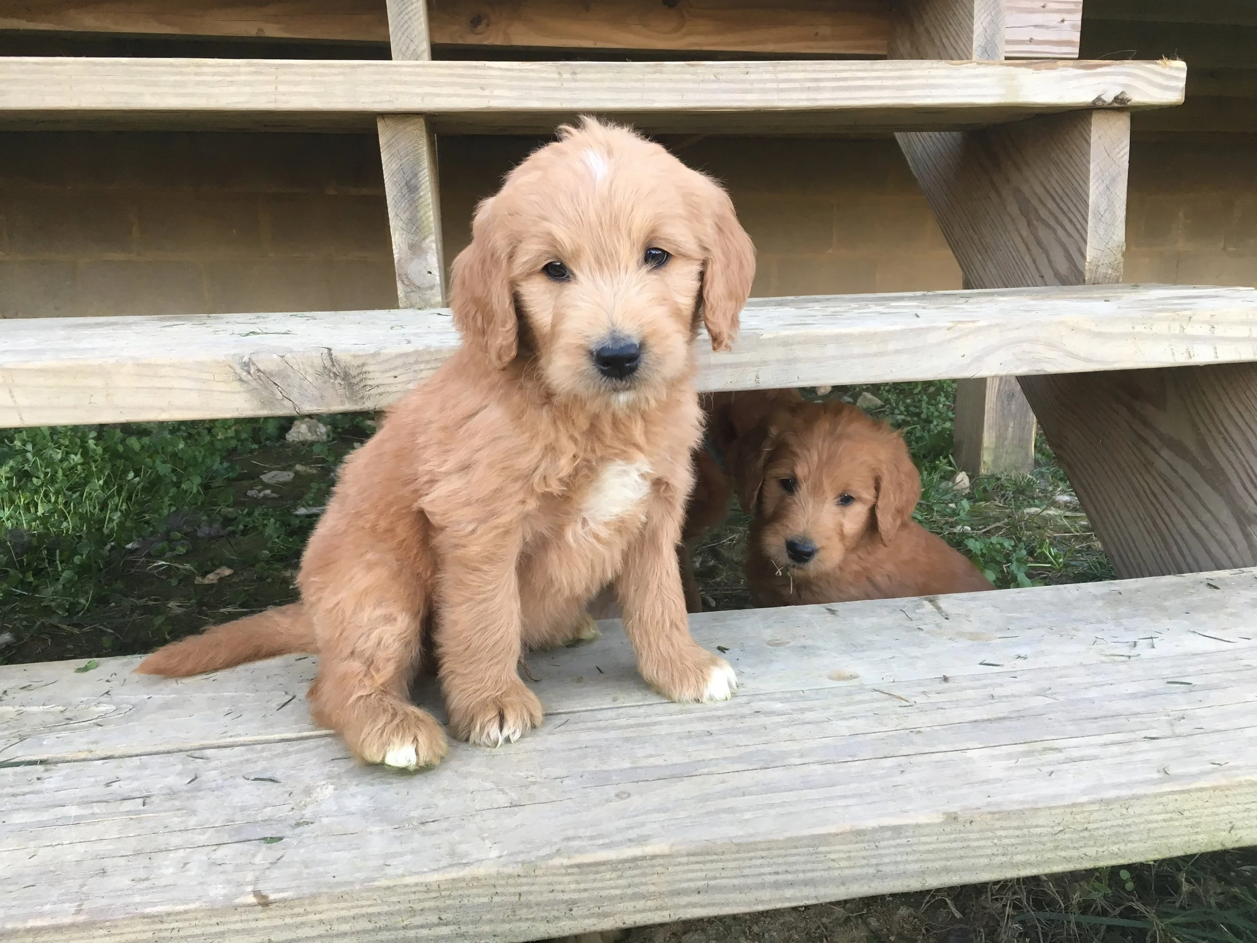 golden acres goldendoodles