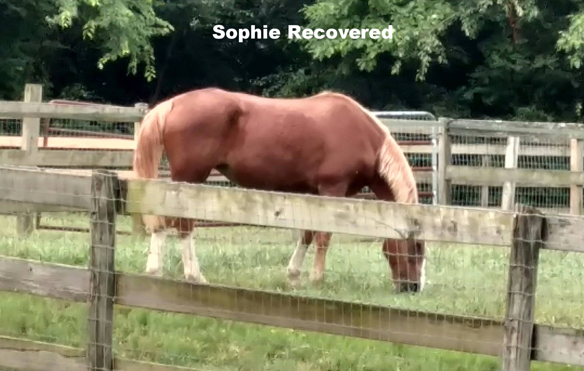 sophie recovered.jpg