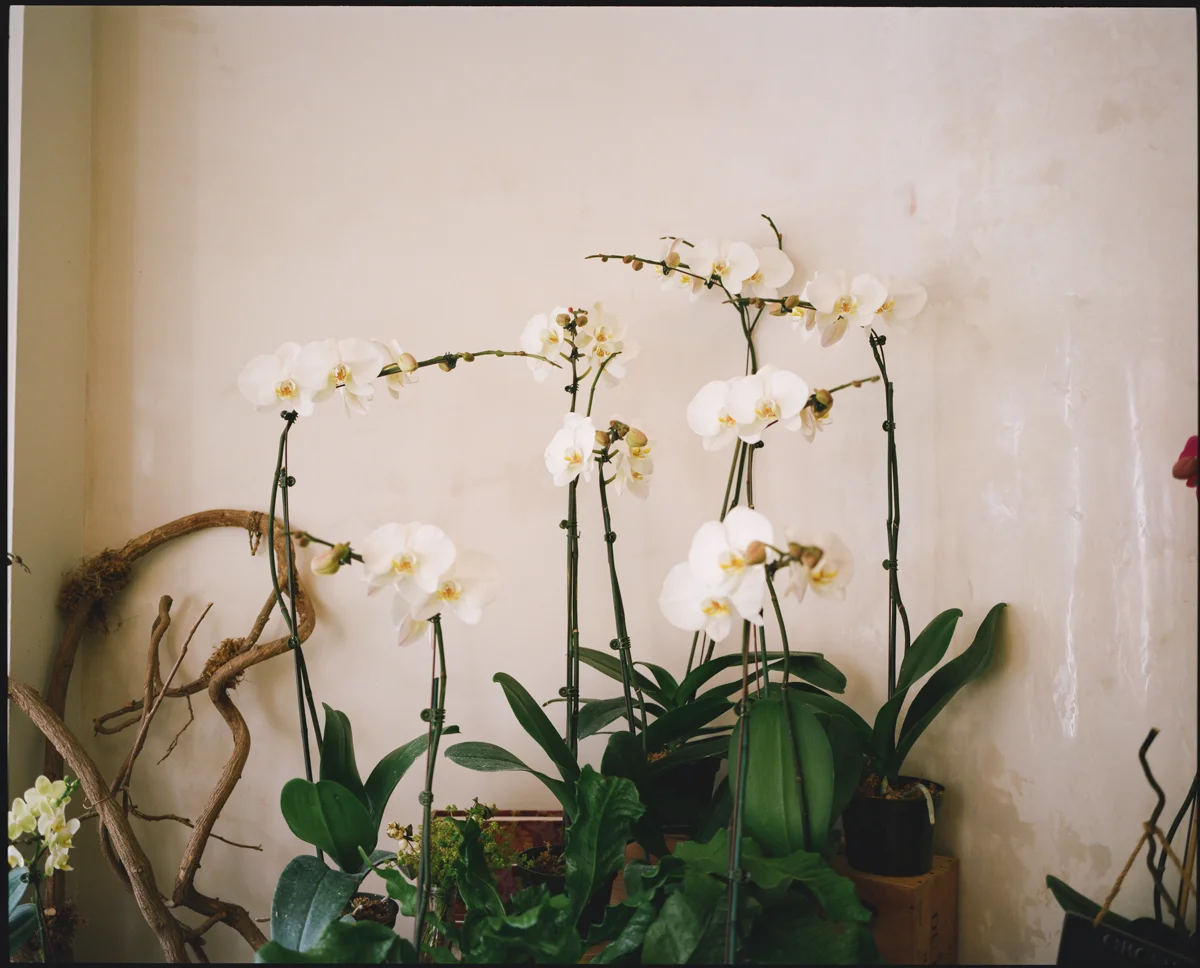 edelweiss-7.jpg