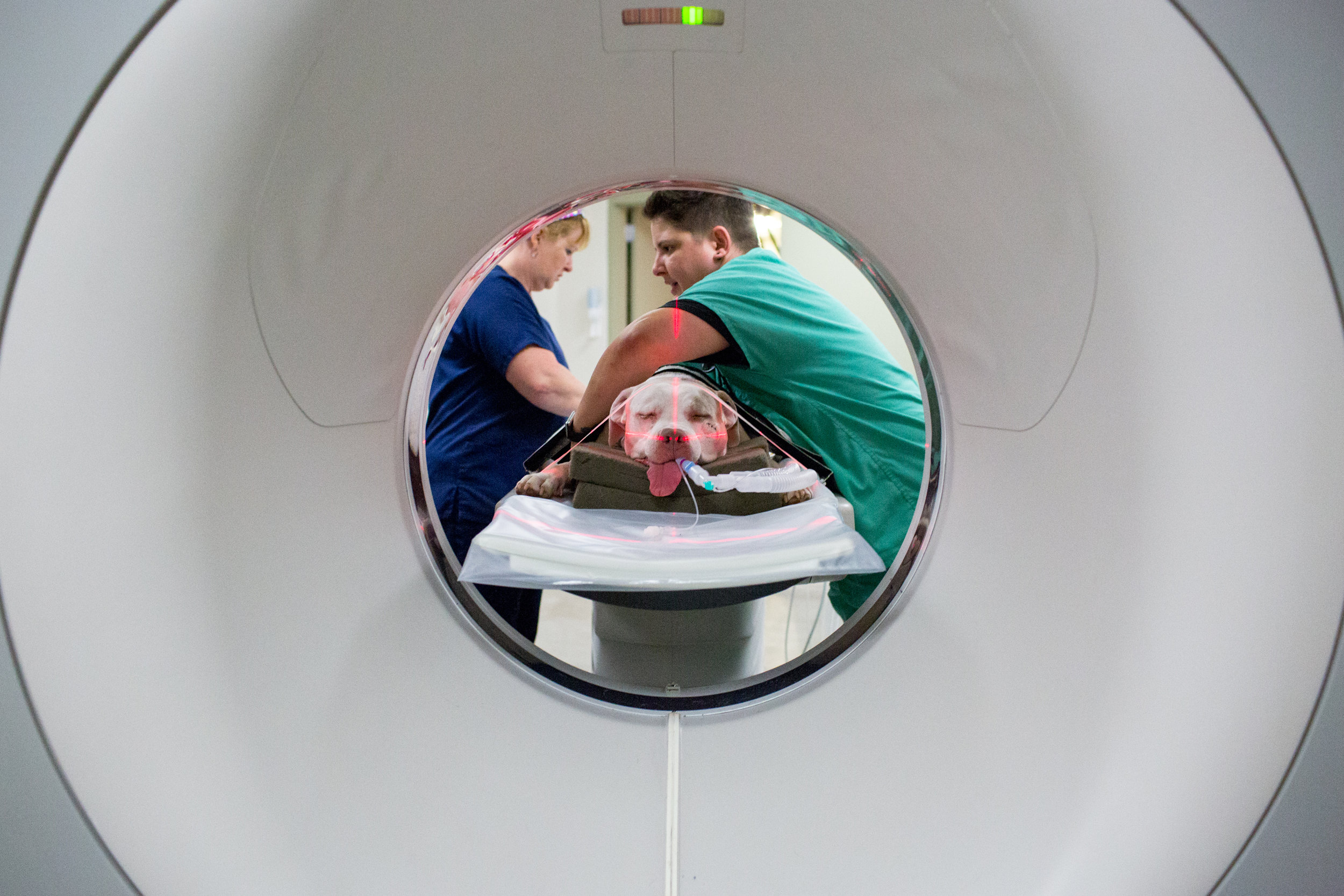  CVT Carey Holt (left) and CVT Bea Cruz (right) work to position Ciroc properly for his CAT scan, to determine course of treatment at the University of Minnesota Veterinary Medical Center, on Wednesday, July 12, 2017. Jennifer LeMay's two dogs were s