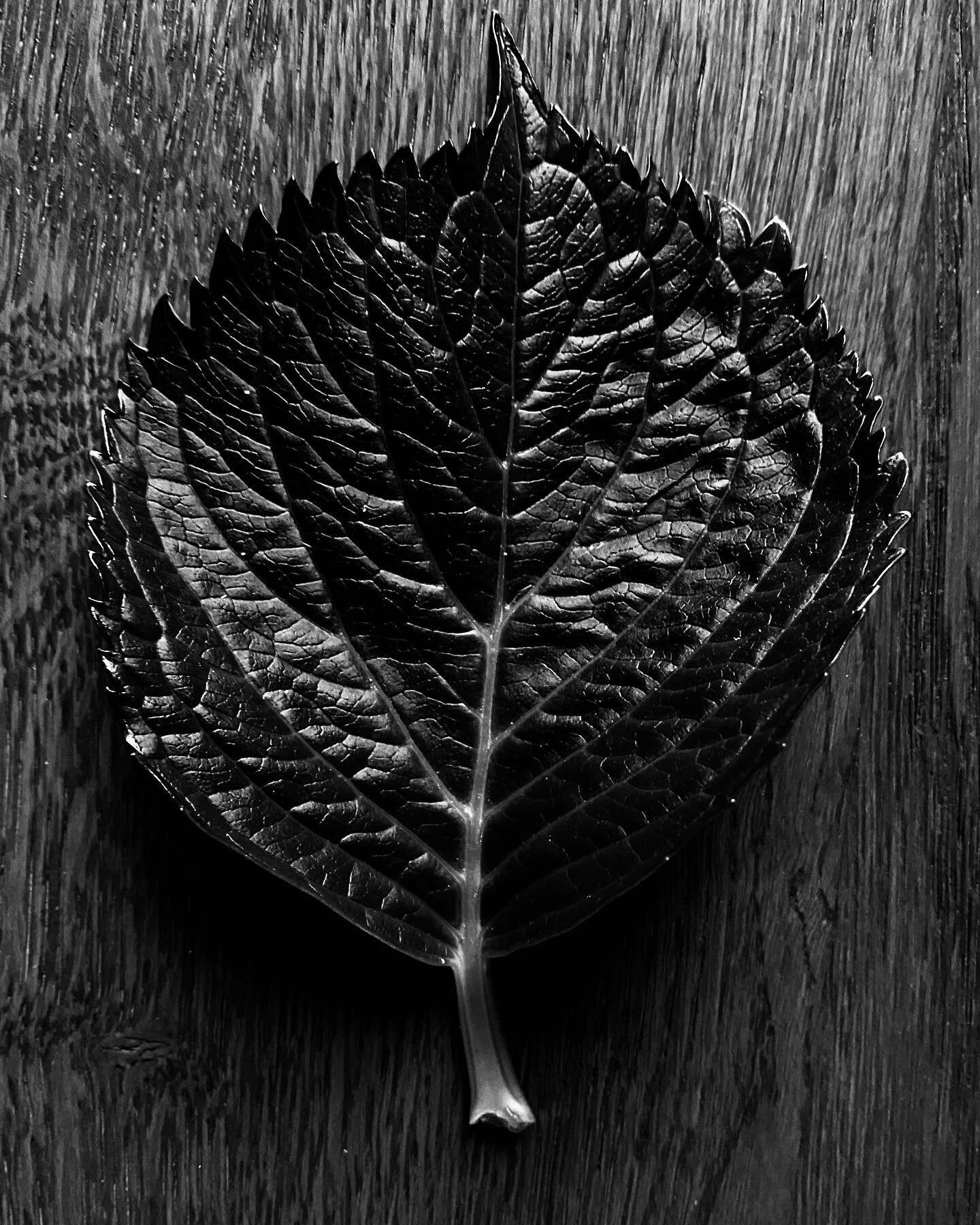 the beauty of nature&hellip;
.
.
.
.
#nature #blackandwhitephotography #blackandwhite #leaf #plant #close #photography #photo #photographer #editorial #editorialphotography #details