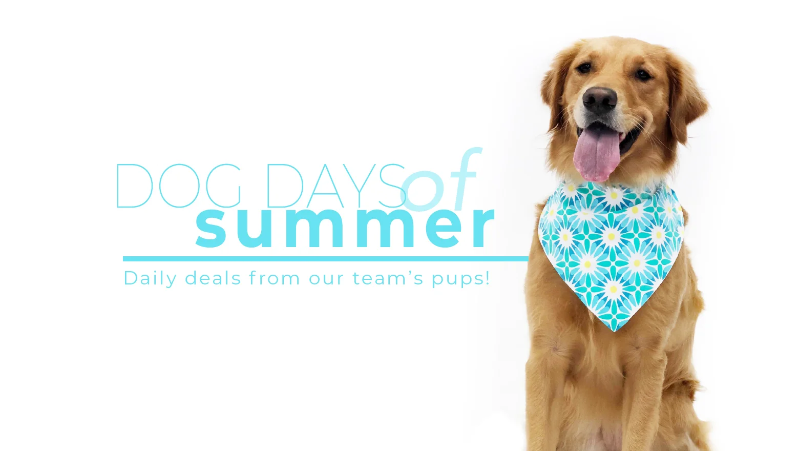 Wallpaper Celebrate The Dog Days Of Summer With Savings At Katherine Way Com Desktop Wallpaper Free