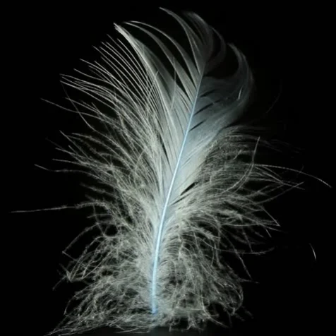 Featherwind