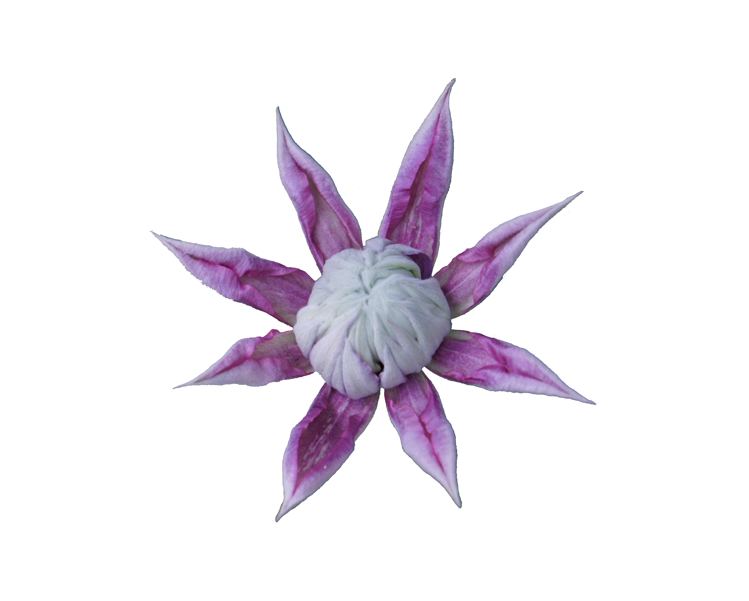 tranceflower.png