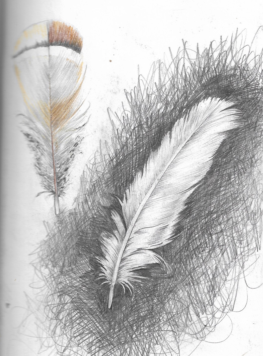 feather2.jpg