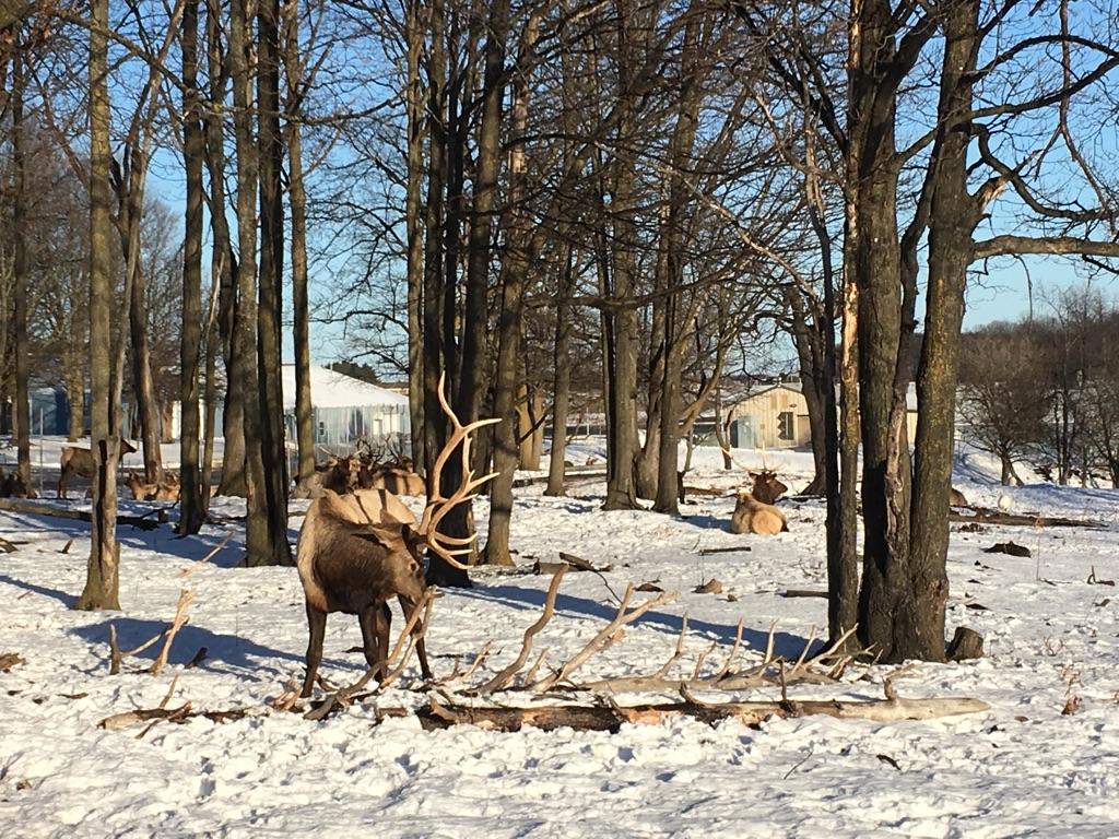 Elk roam freely in Gaylord's City Elk Park.