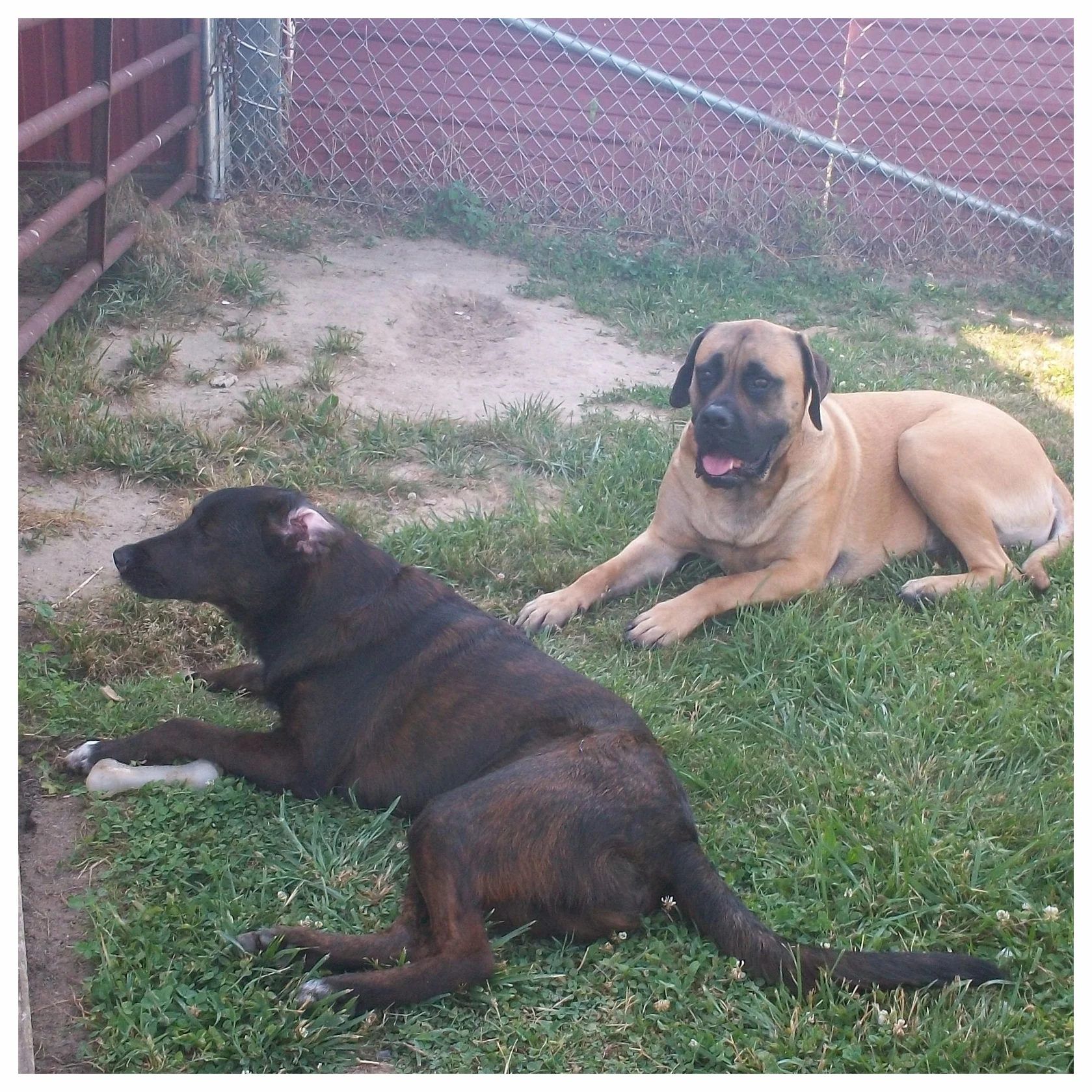 Tucker and Max keeping cool in the shade talking about the days adventures.