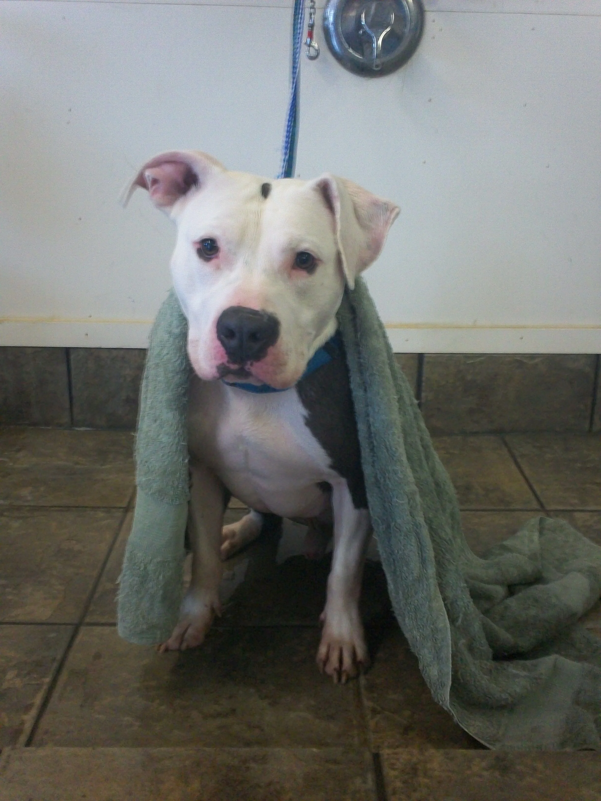 stay and play dog care