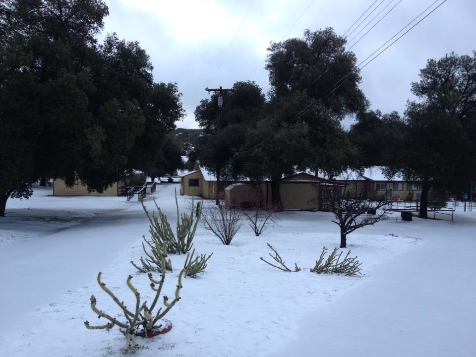 Snow dusted cacti are a common sight after cold winter storms