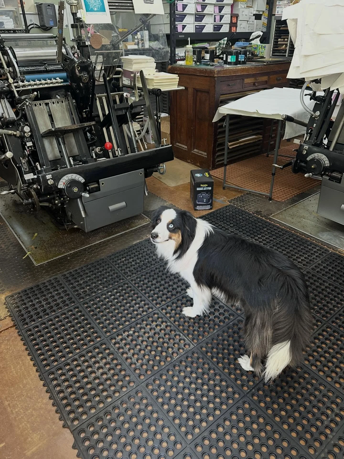He&rsquo;s not quite sure how to get this thing started, but he&rsquo;s willing to give it a go with a little help! #printshoppup #letterpress #letterpressprinting #letterpresslove #dogsofinstagram