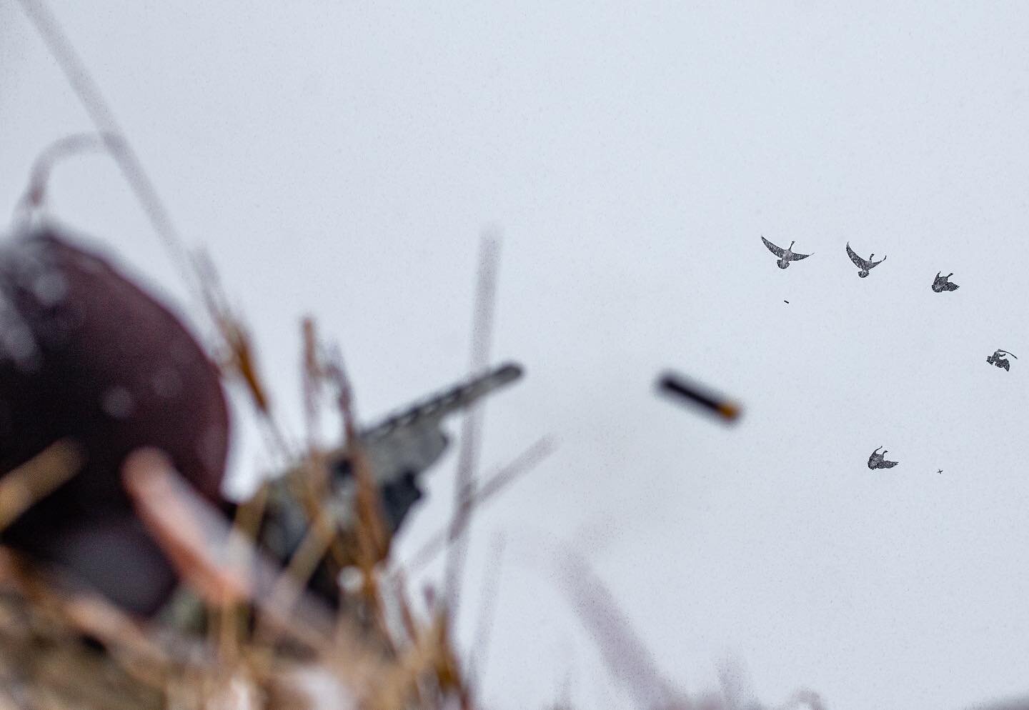 Right down the barrel ..
.
..
📸 @noah_harrison_photo
.
..
.
..
#waterfowl #goosehunting #honkers #oklahoma #snow #shotgun #duckhunting #gooseseason #hunting #shooting