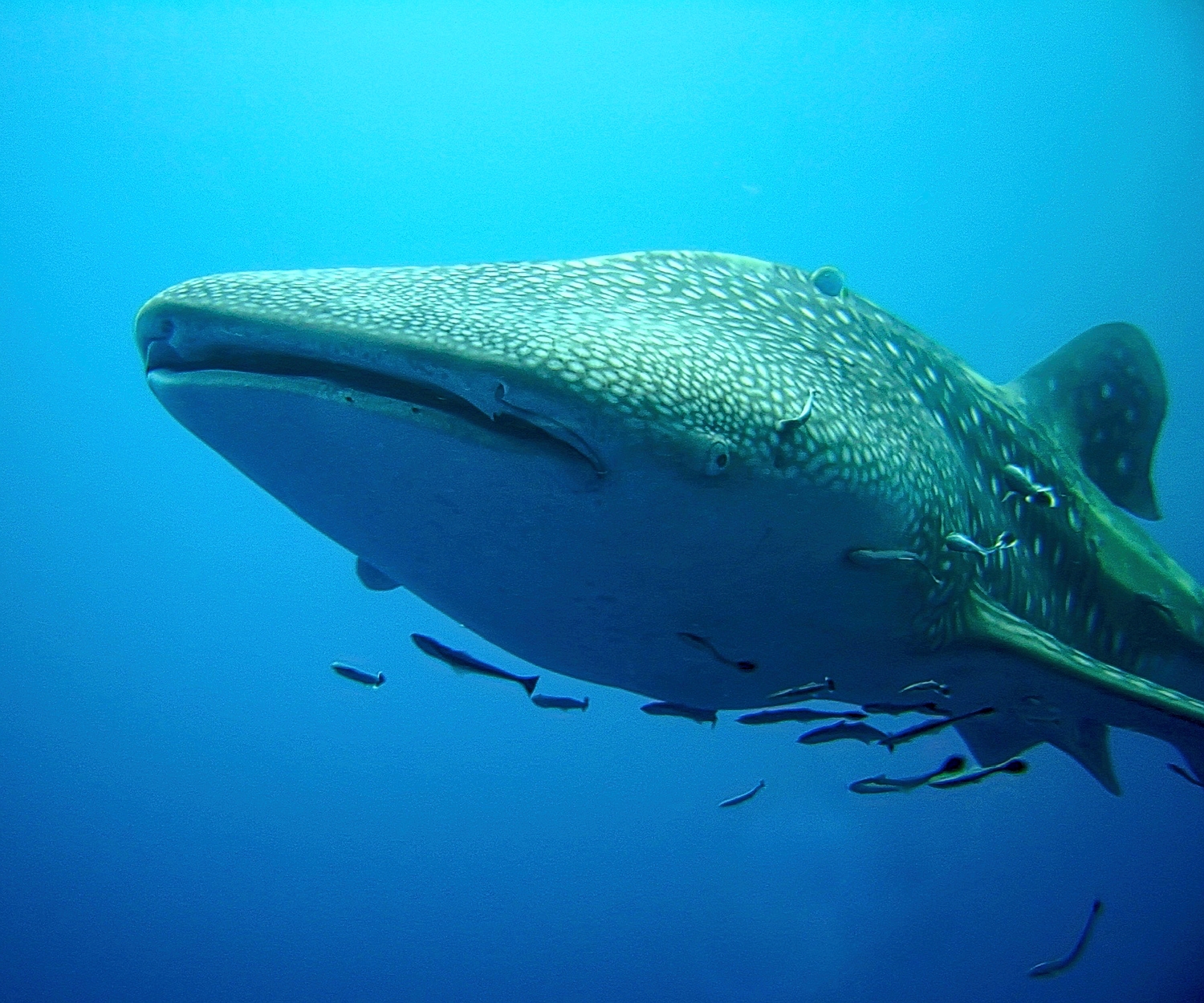 Whale Shark