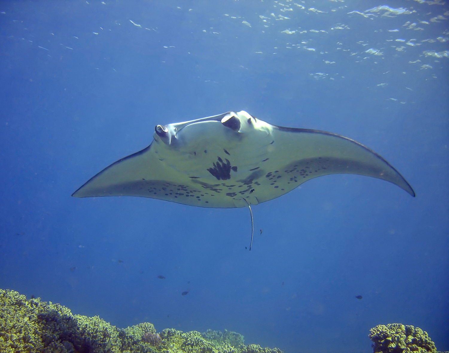 Manta Ray