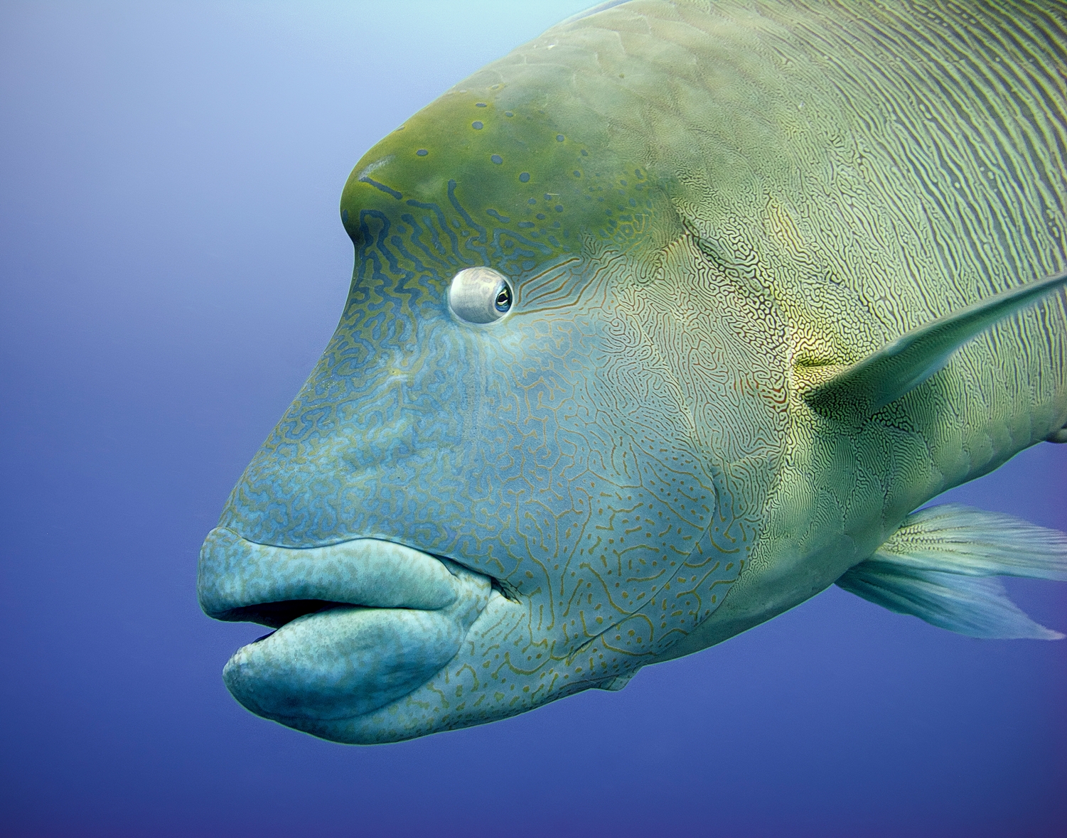 Napoleon Wrasse