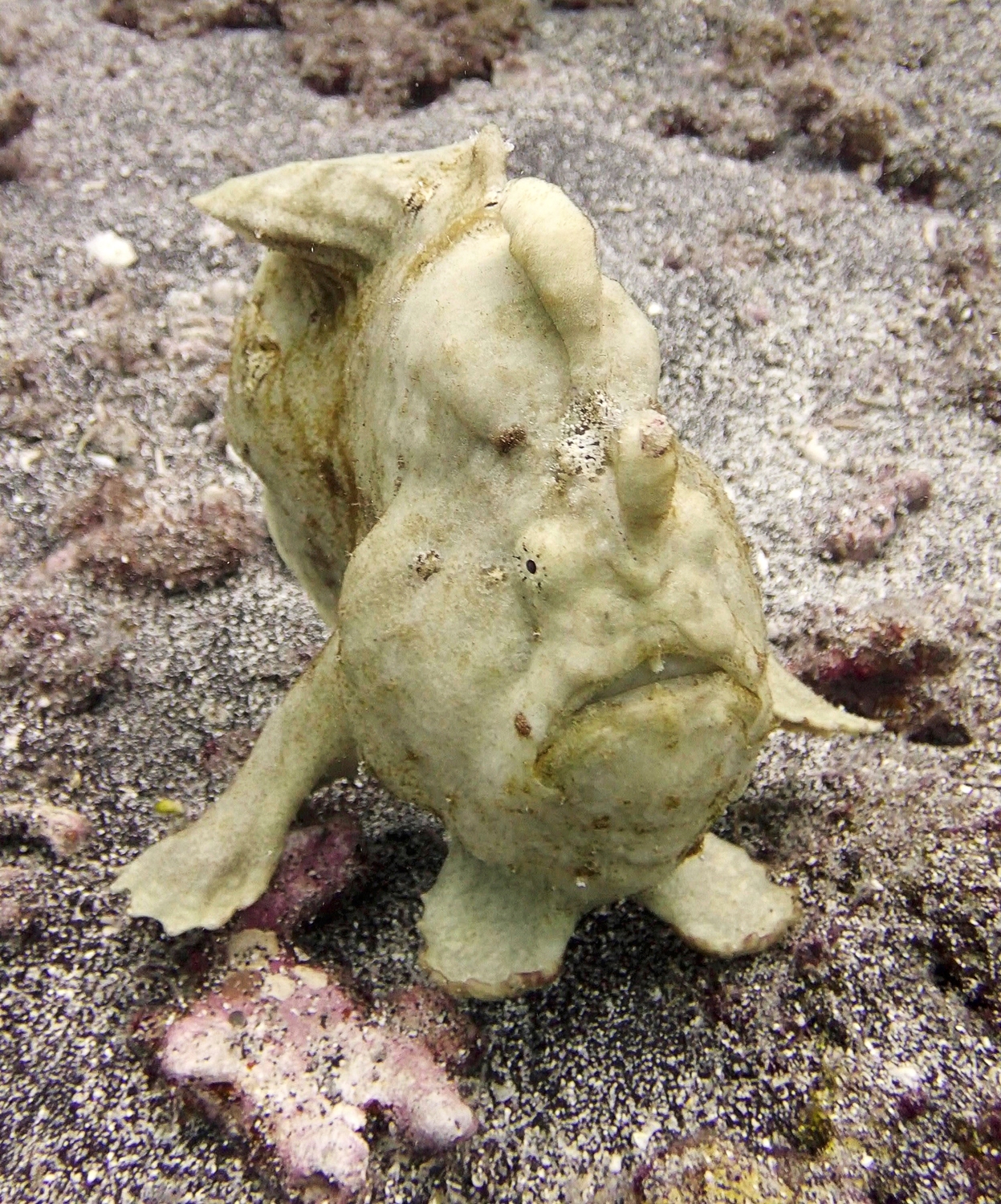 Frogfish