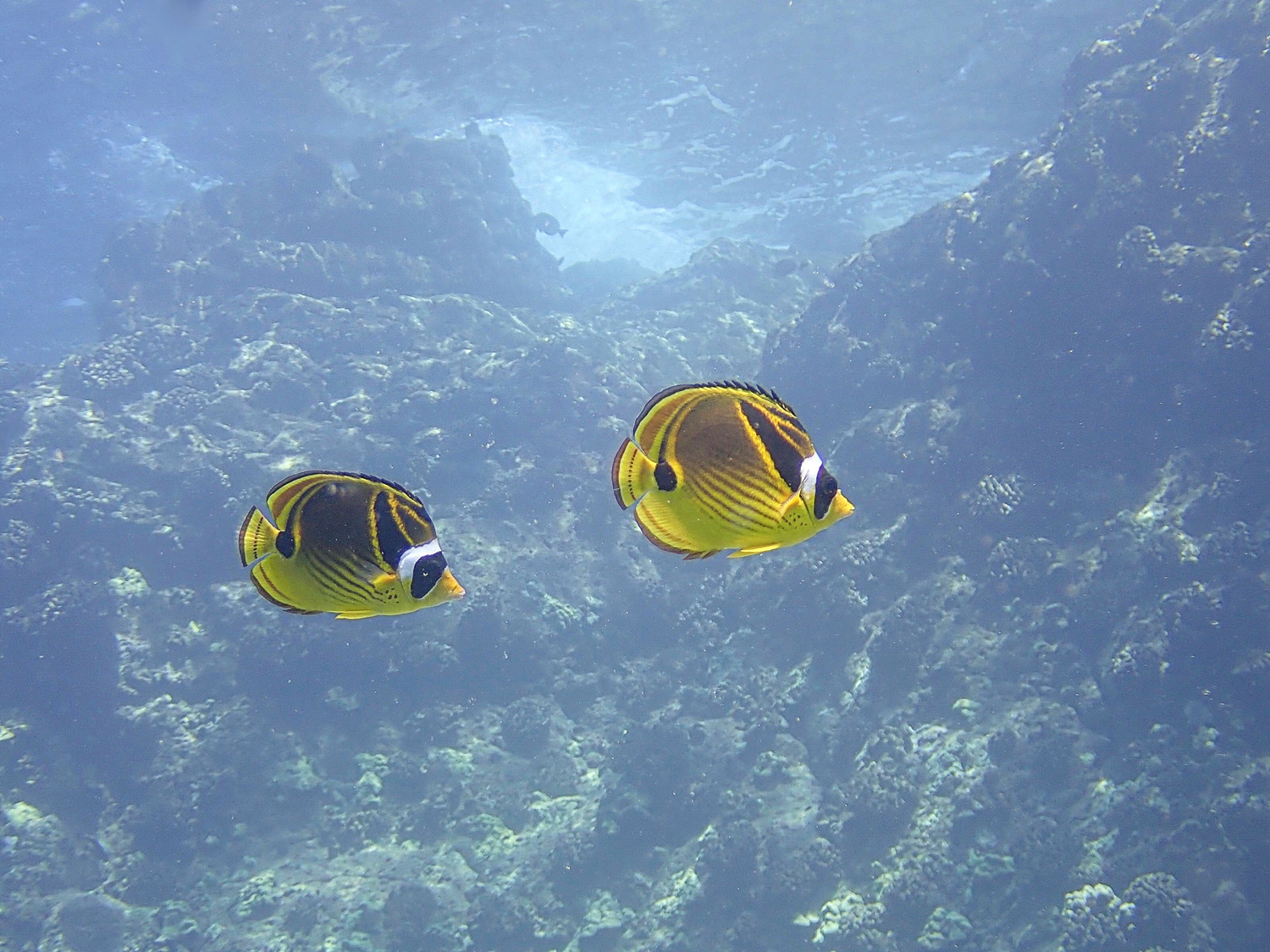 Racoon Butterflyfish