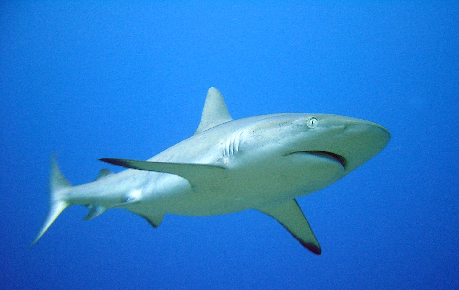 Gray Reef Shark