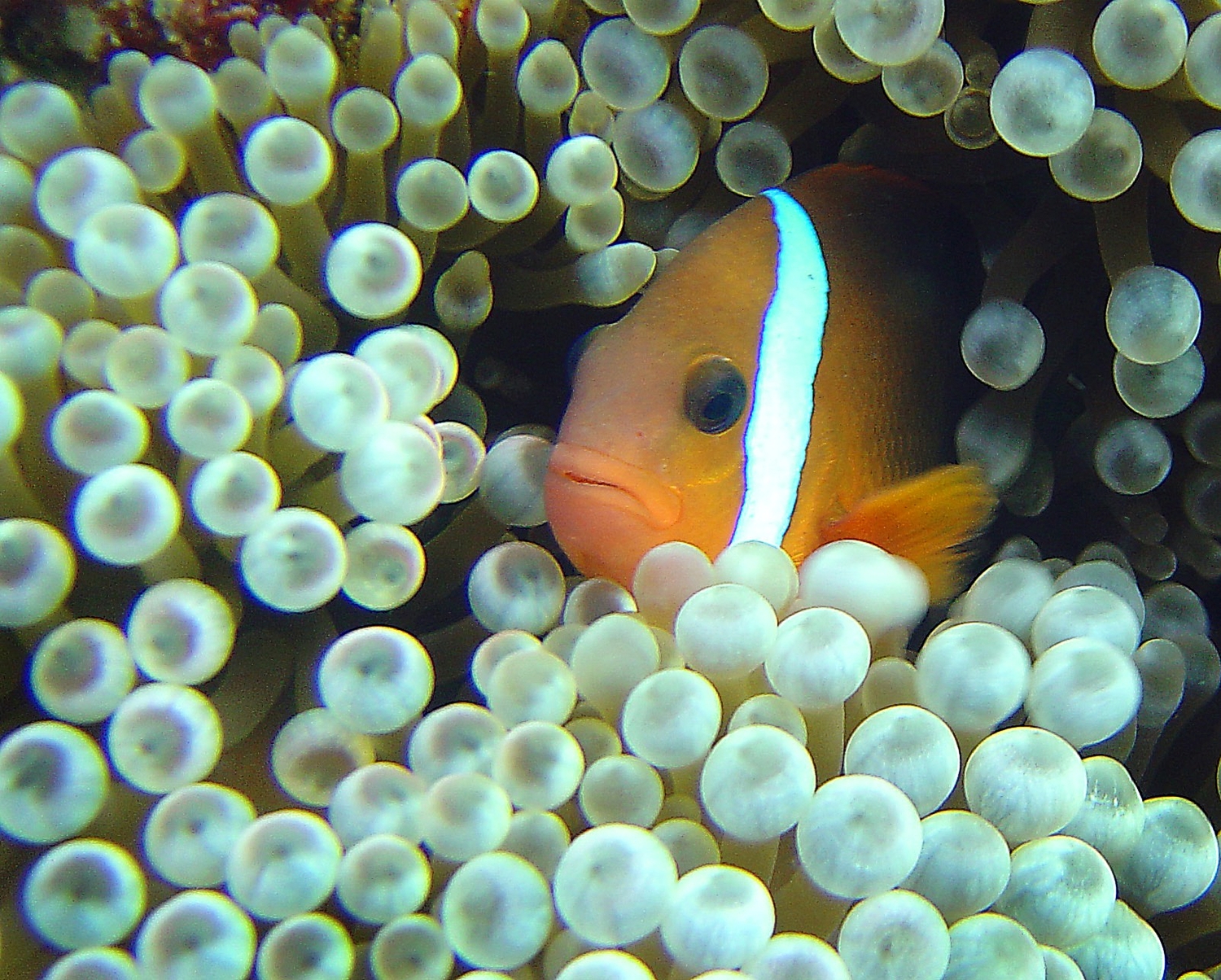 Anemone Fish