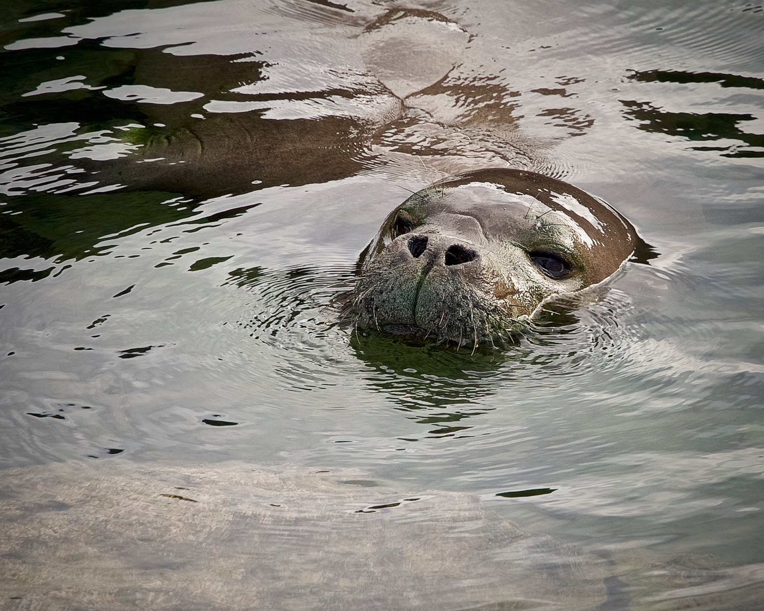 Monk Seal