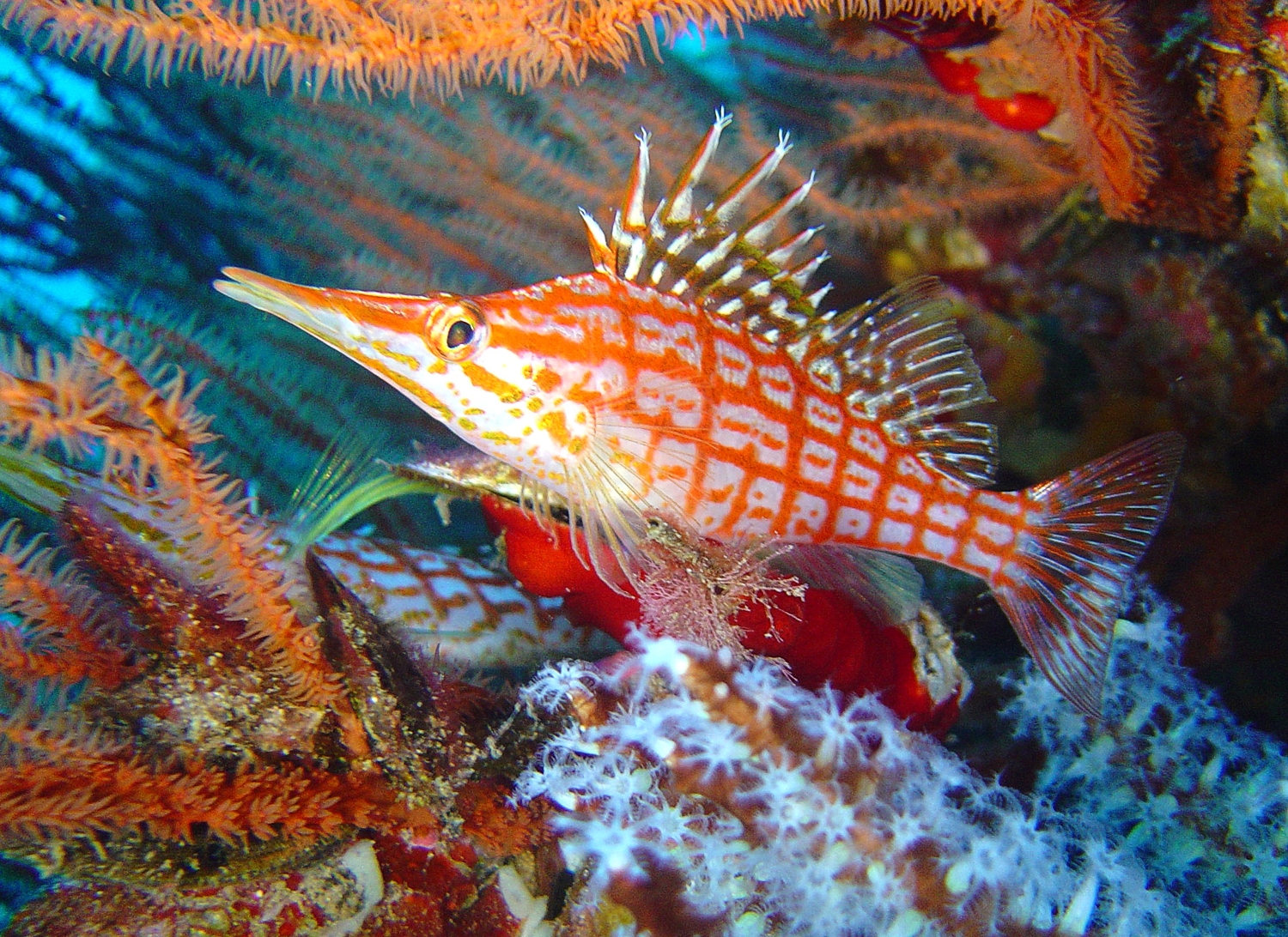 Long Nose Hawkfish