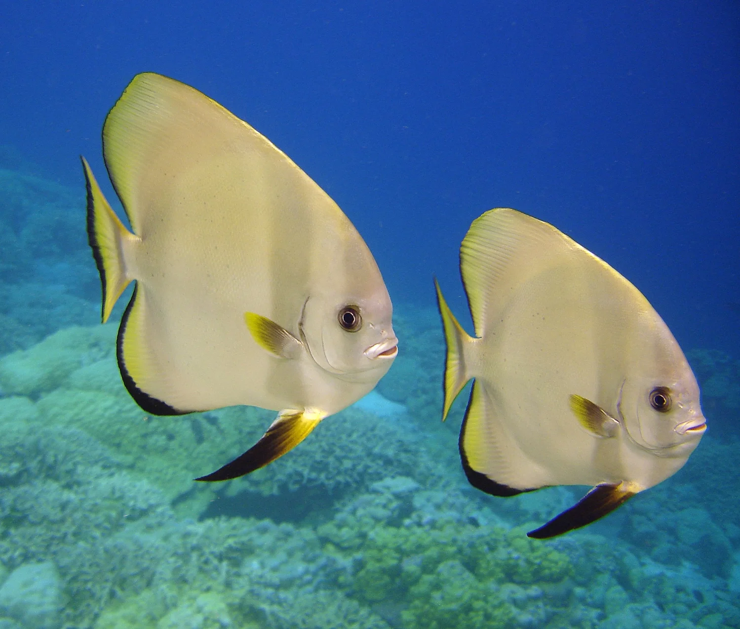 Spadefish