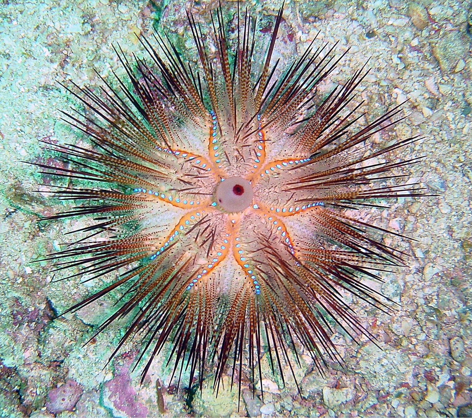 Fire Urchin