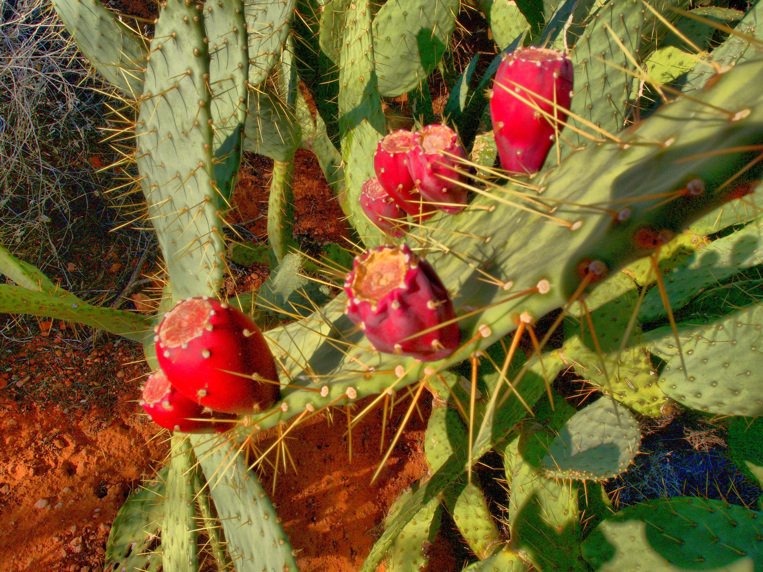 Desert Cactus