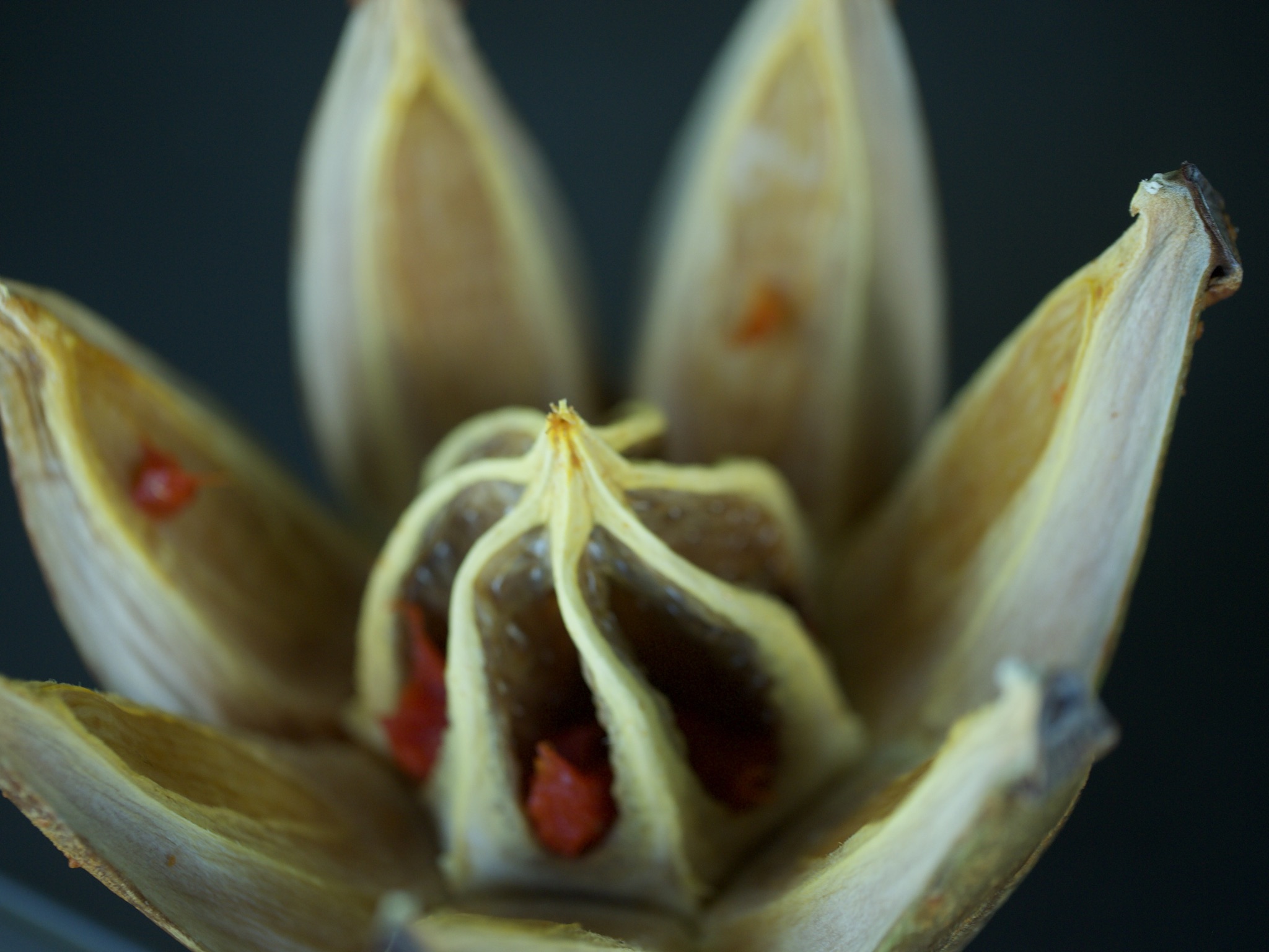 Seed Pod Macro