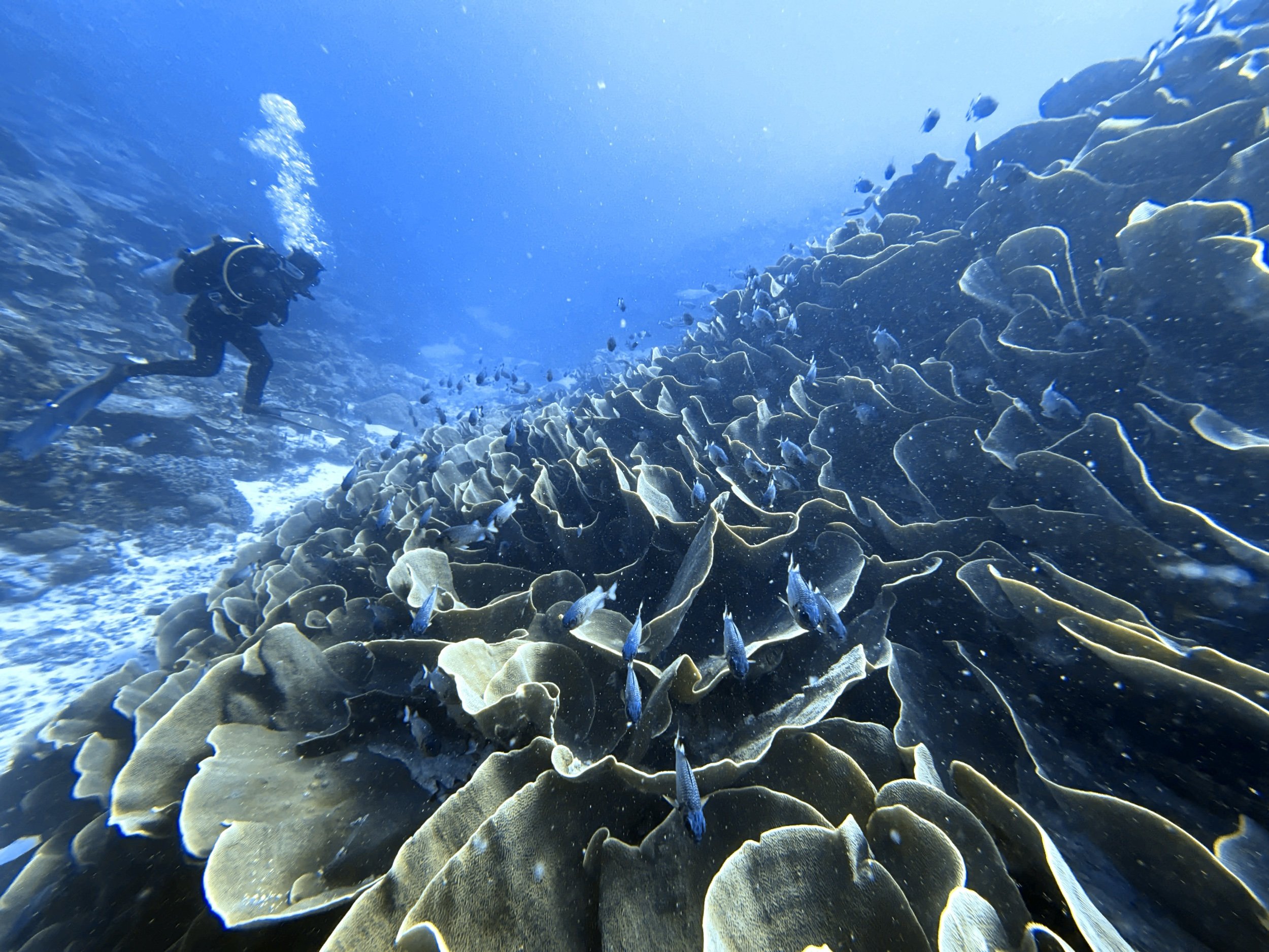 Cabbage Coral in Ulong Channel 