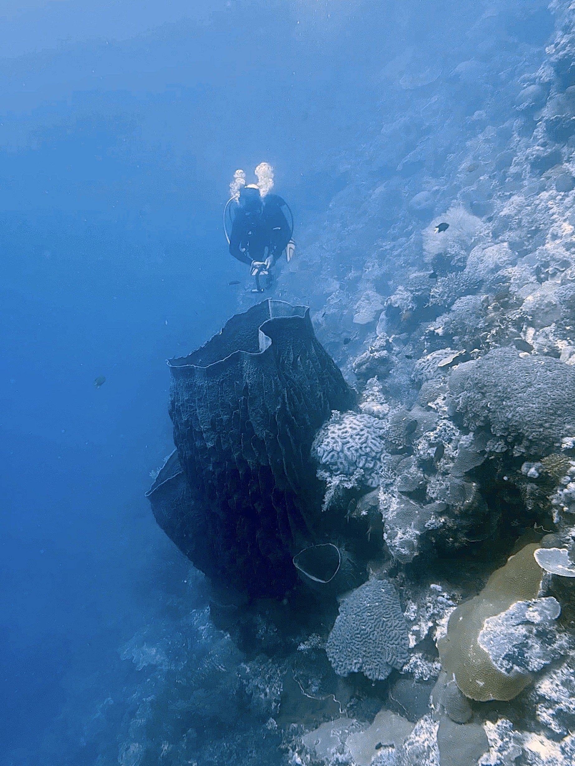 Allen and Barrel Sponge