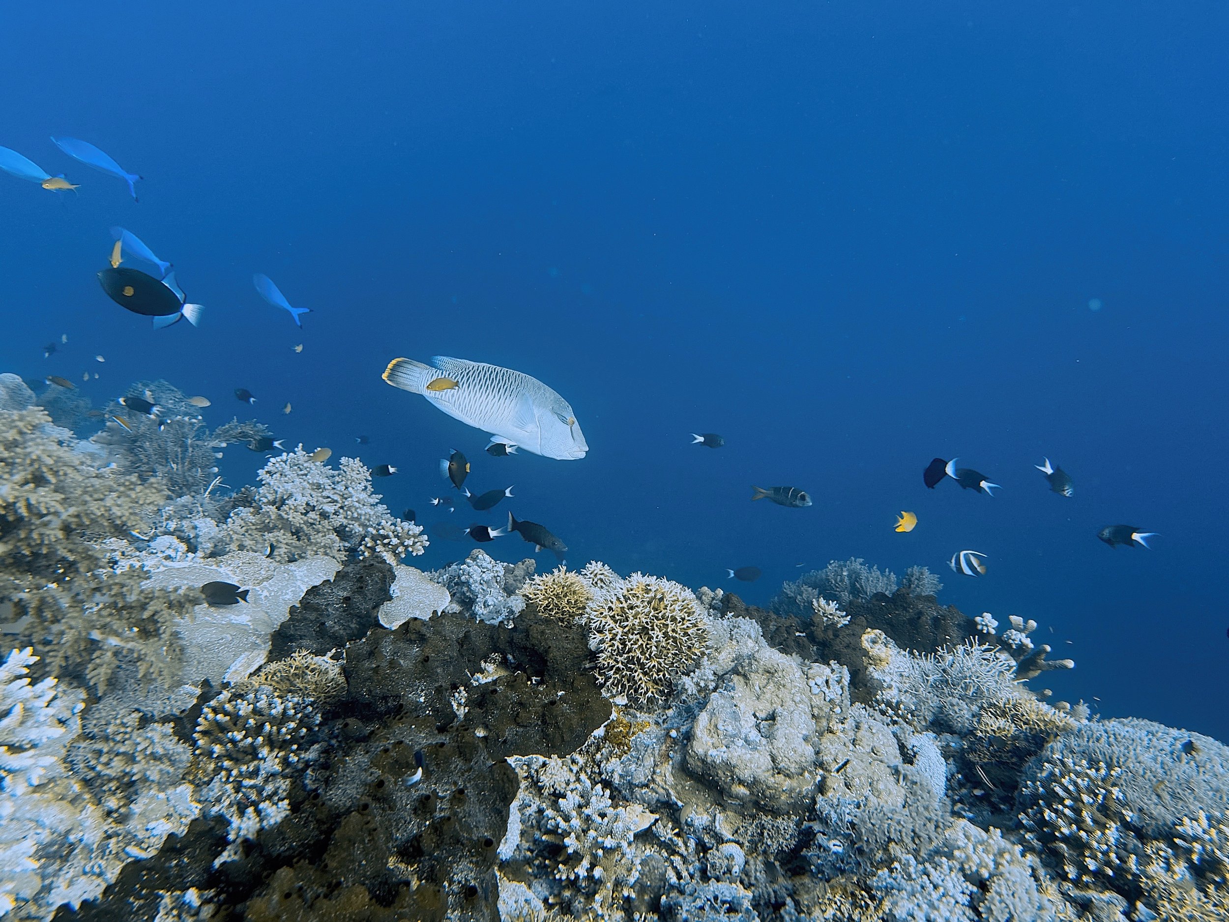 Female Napoleon Wrasse