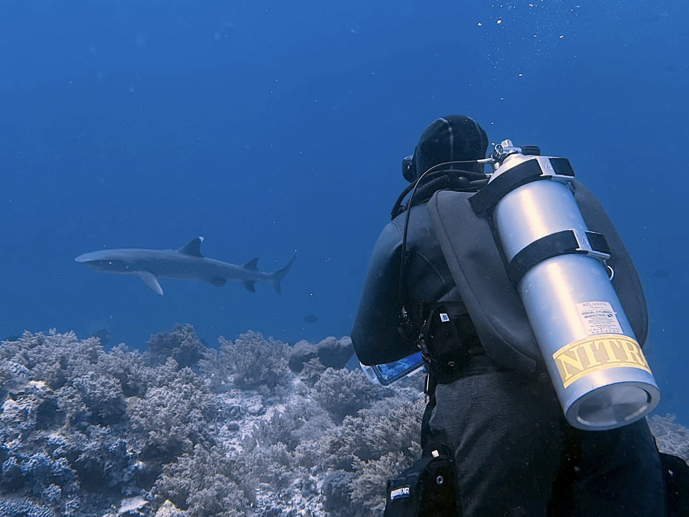 Stephanie and Whitetip Reef Shark