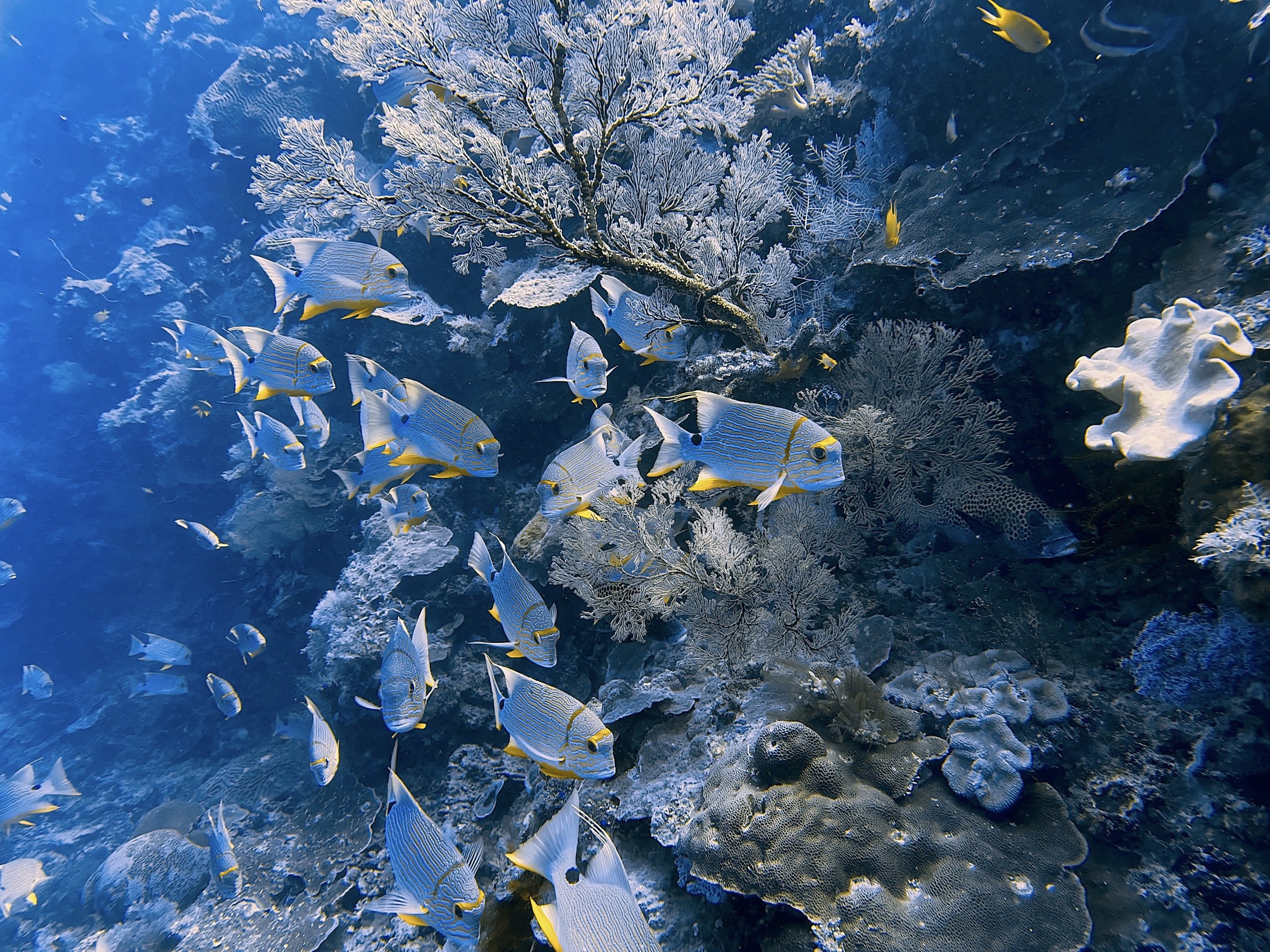 Sailfin Snappers, Tubbataha, Philippines