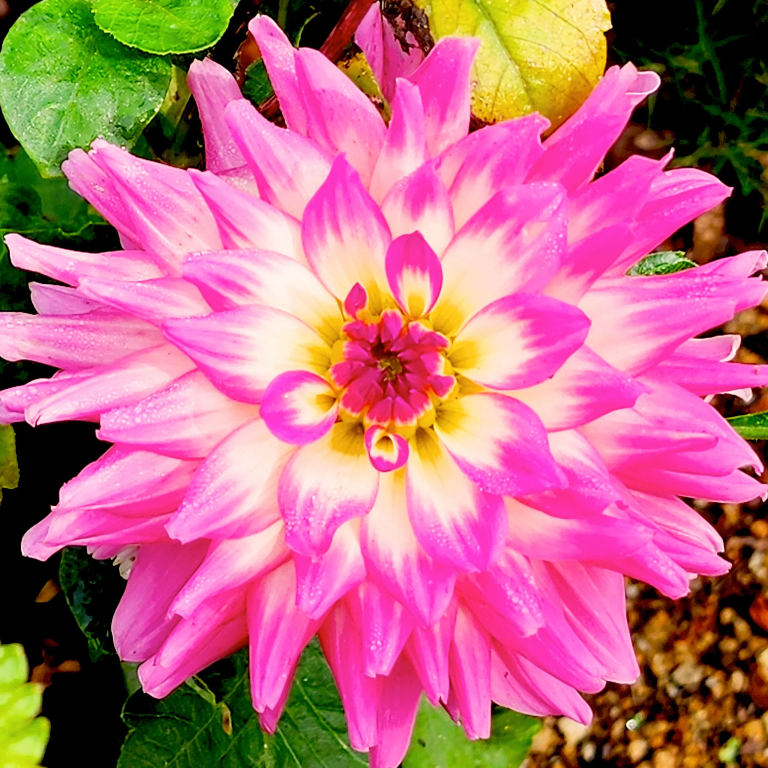 Floral2.jpg