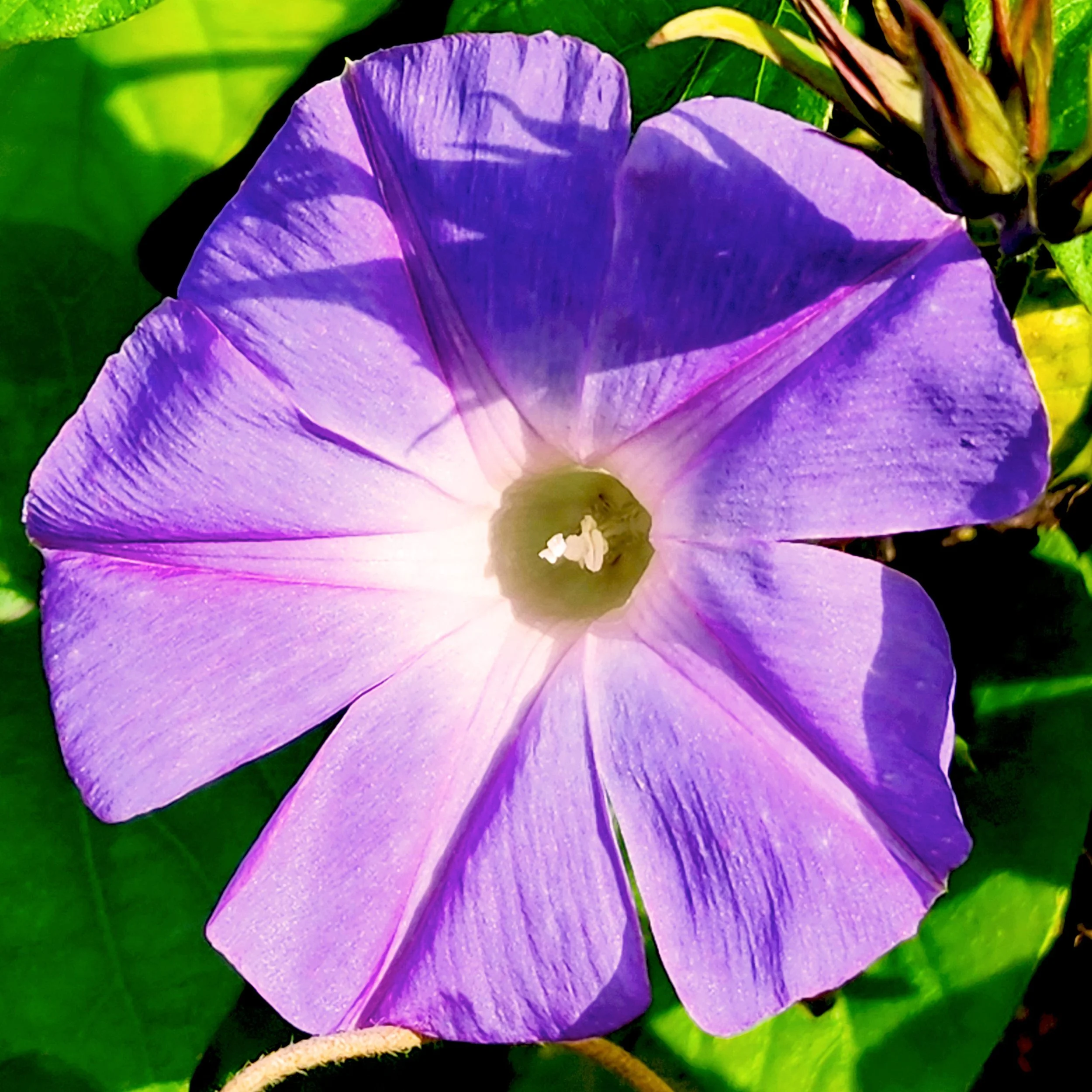 Floral3.jpg