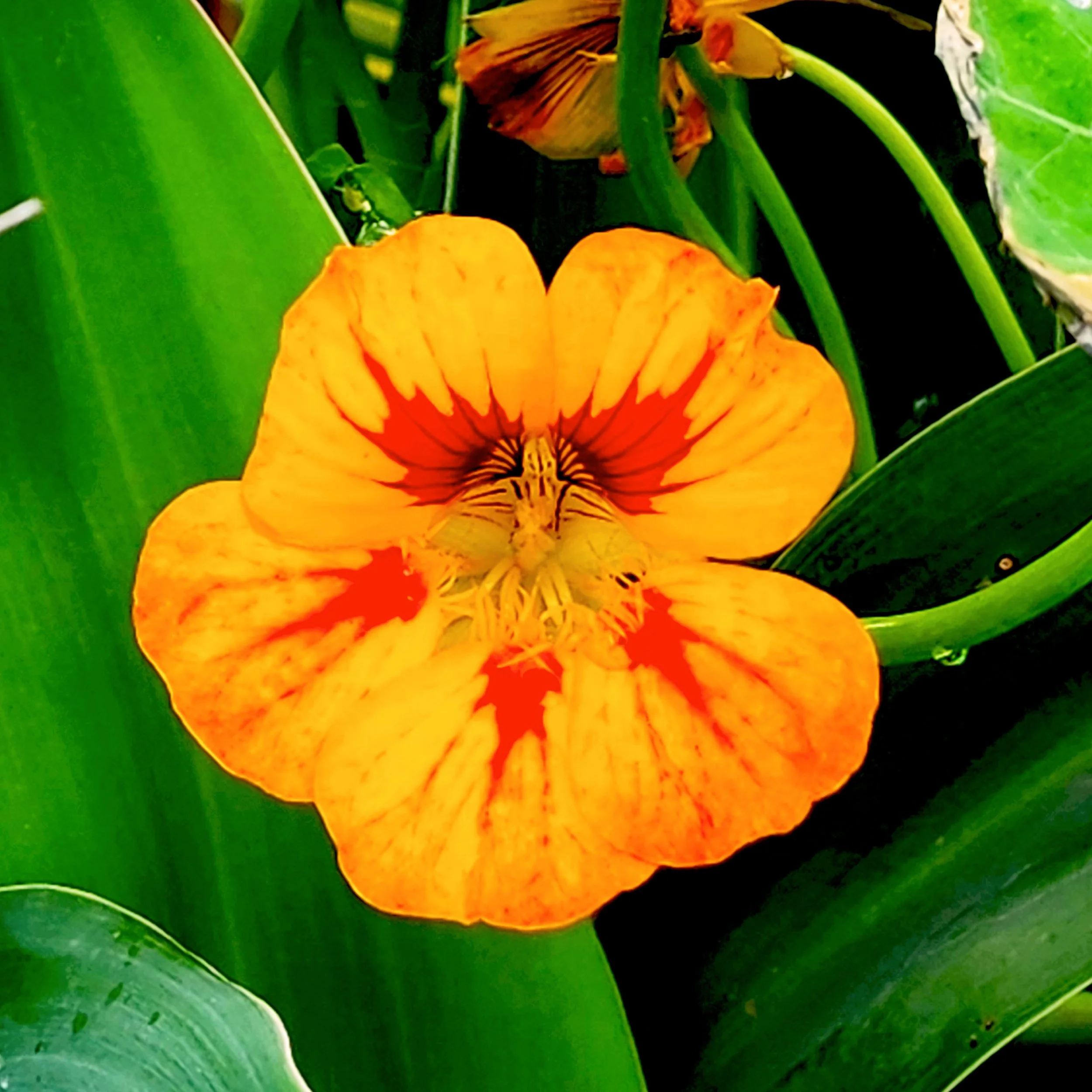 Floral4.jpg