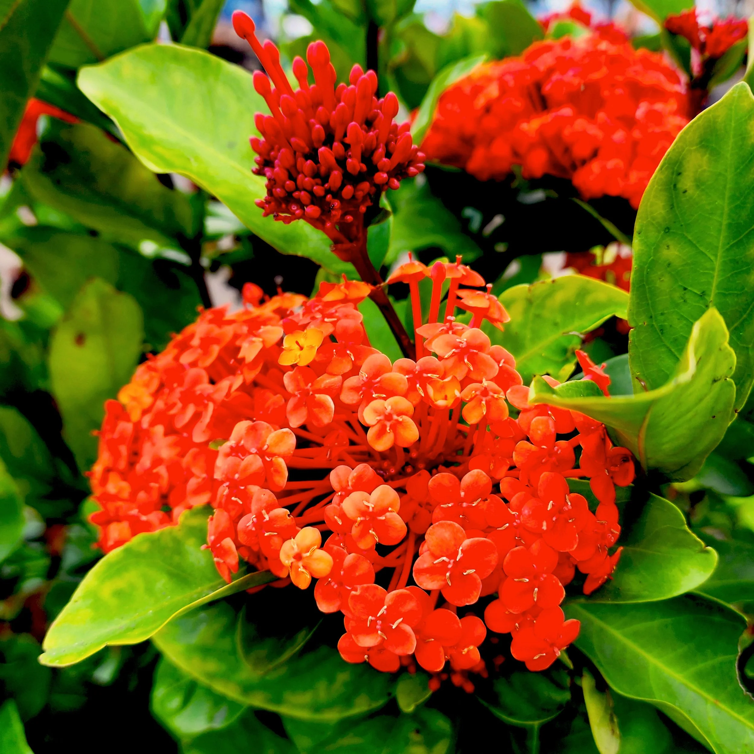 Floral6.jpg