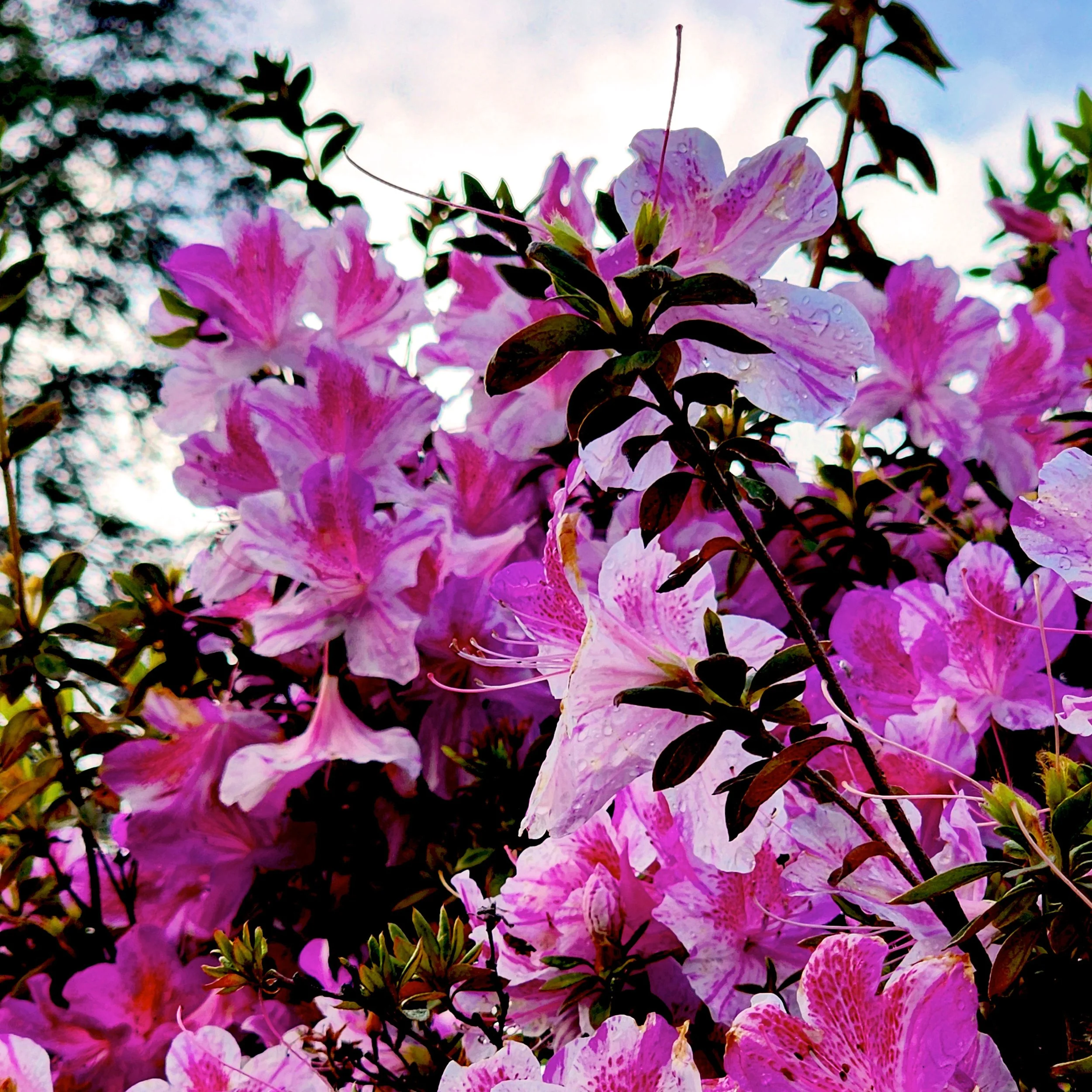 Floral5.jpg