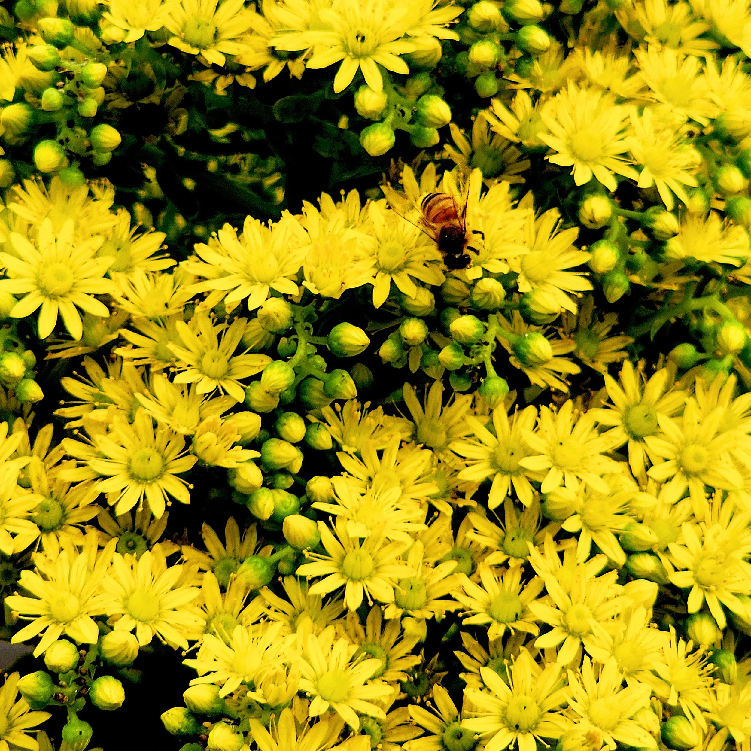 Floral7.jpg