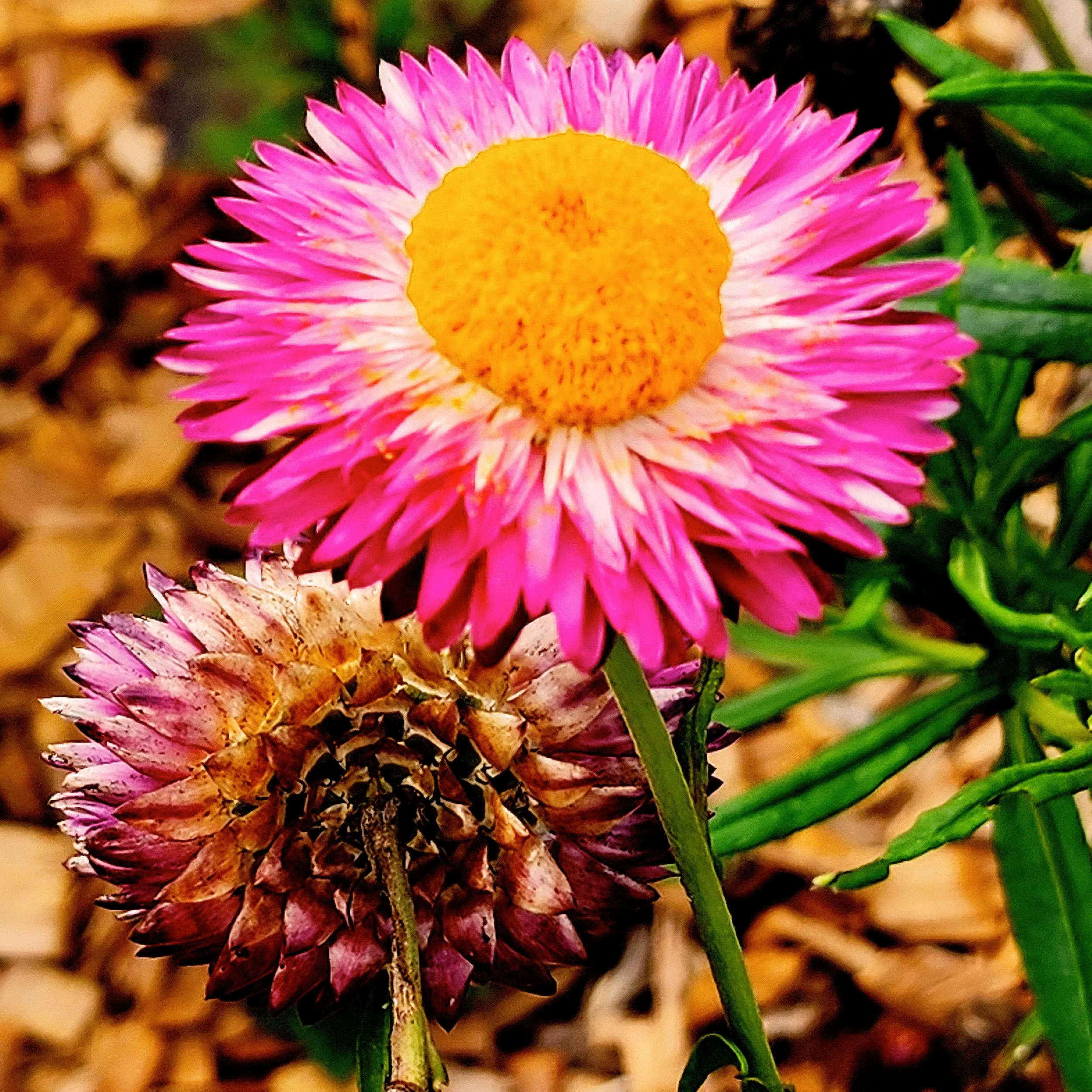Floral8.jpg