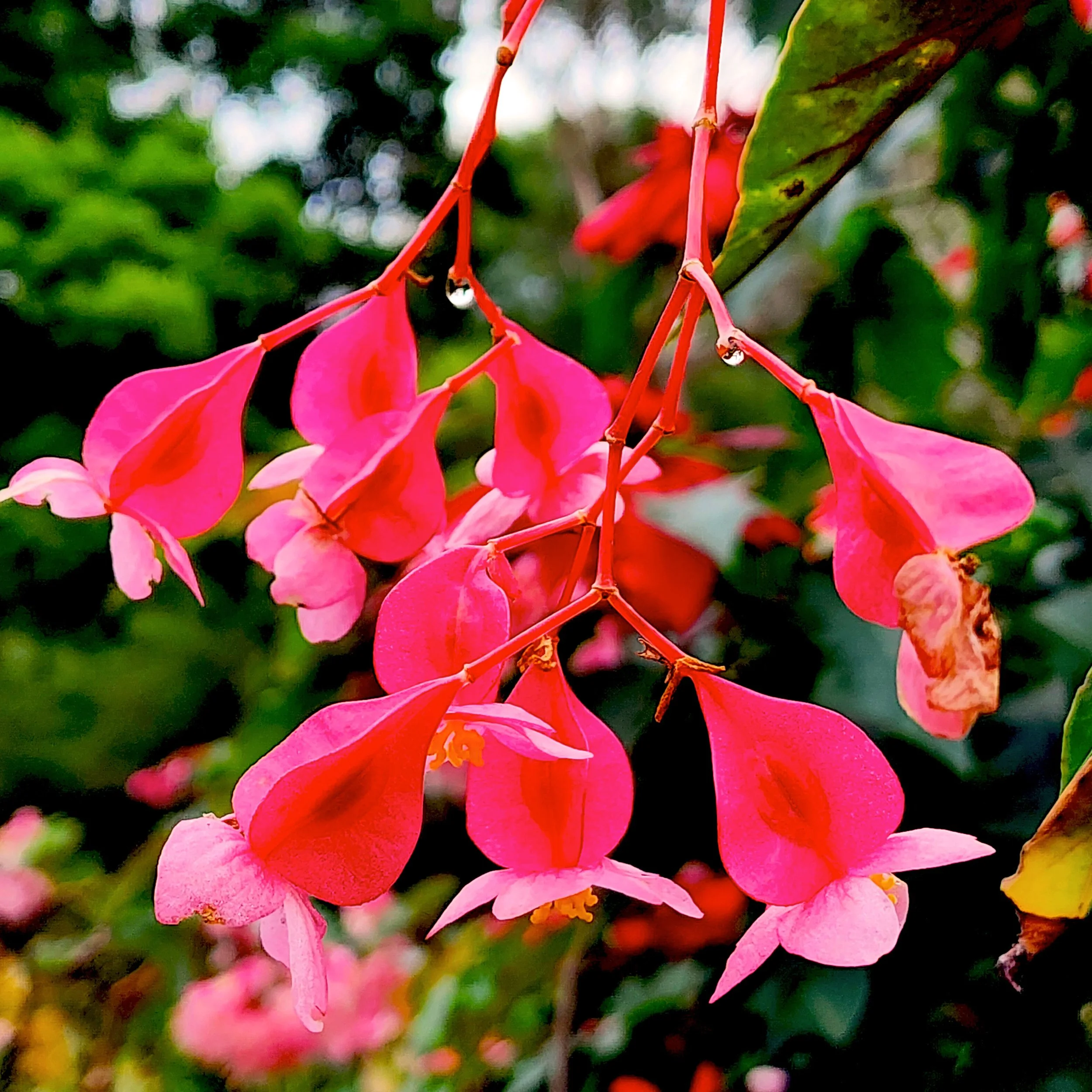 Floral9.jpg