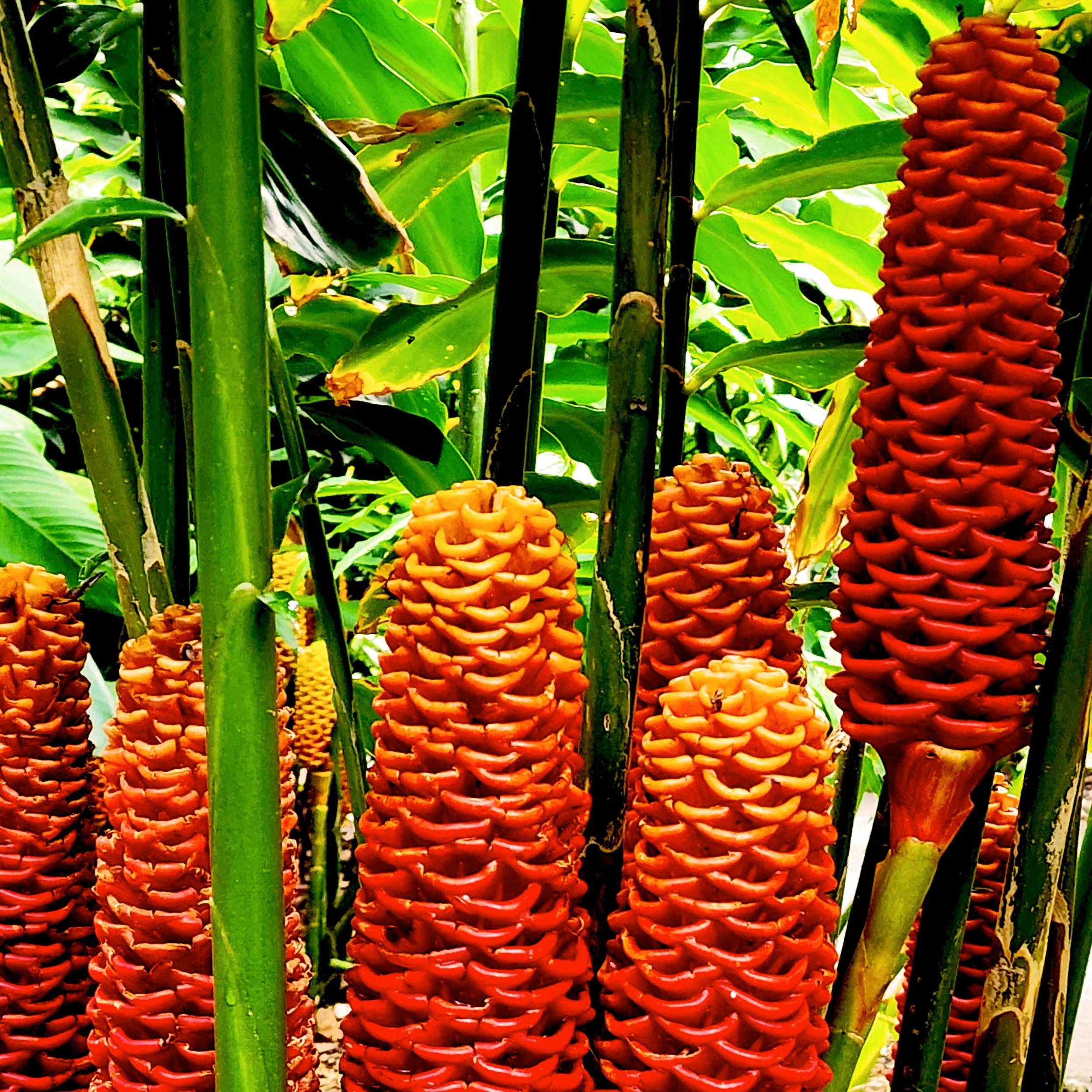 Floral10.jpg