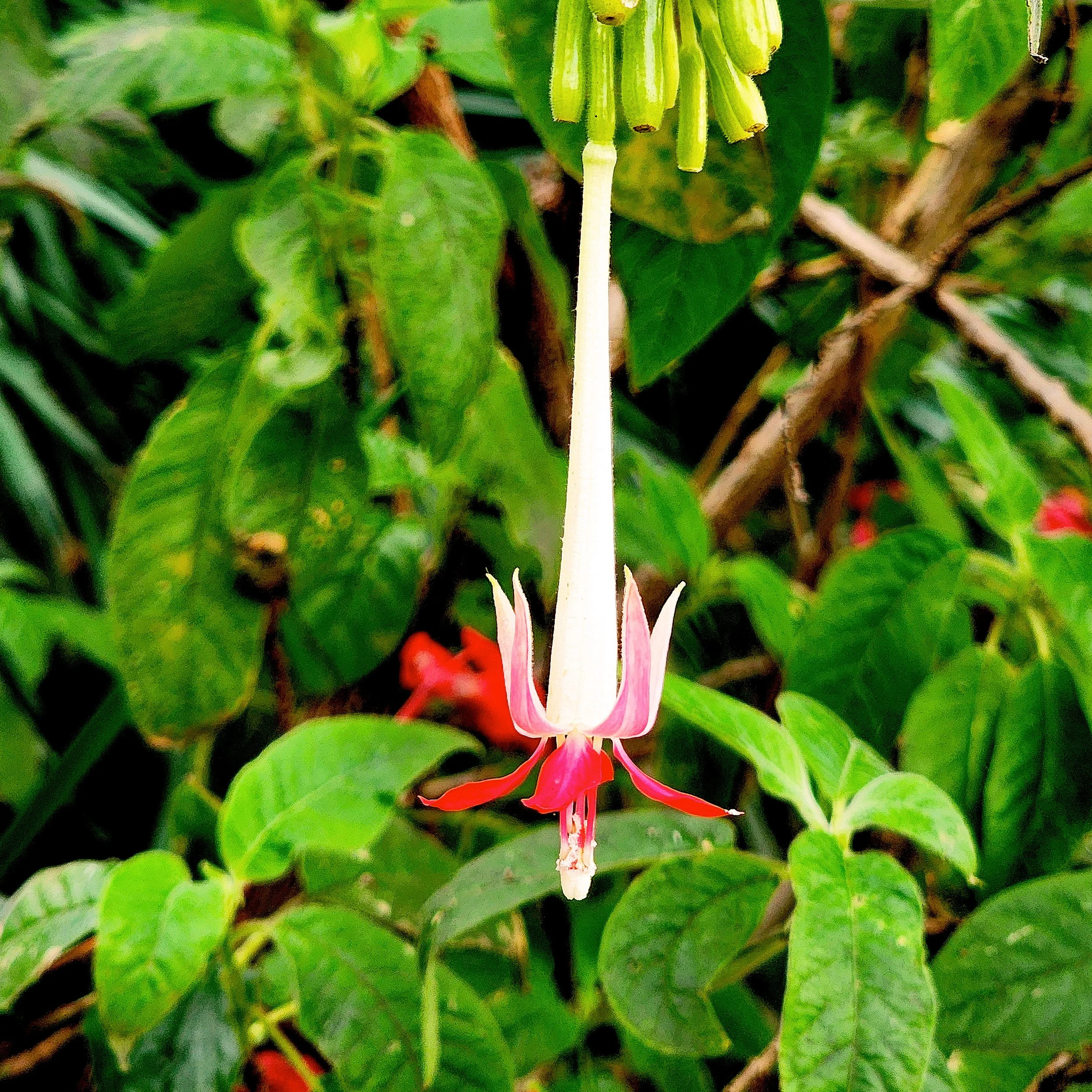 Floral11.jpg