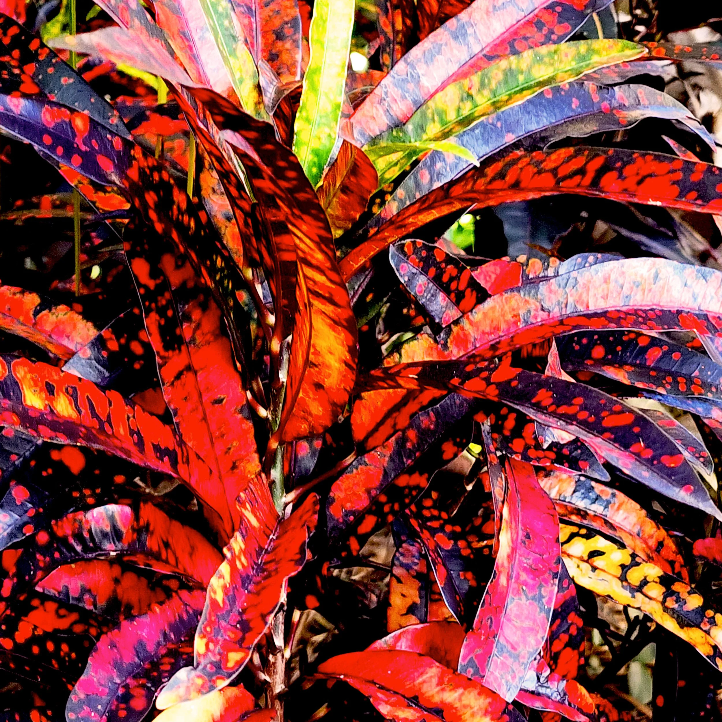 Floral13.jpg