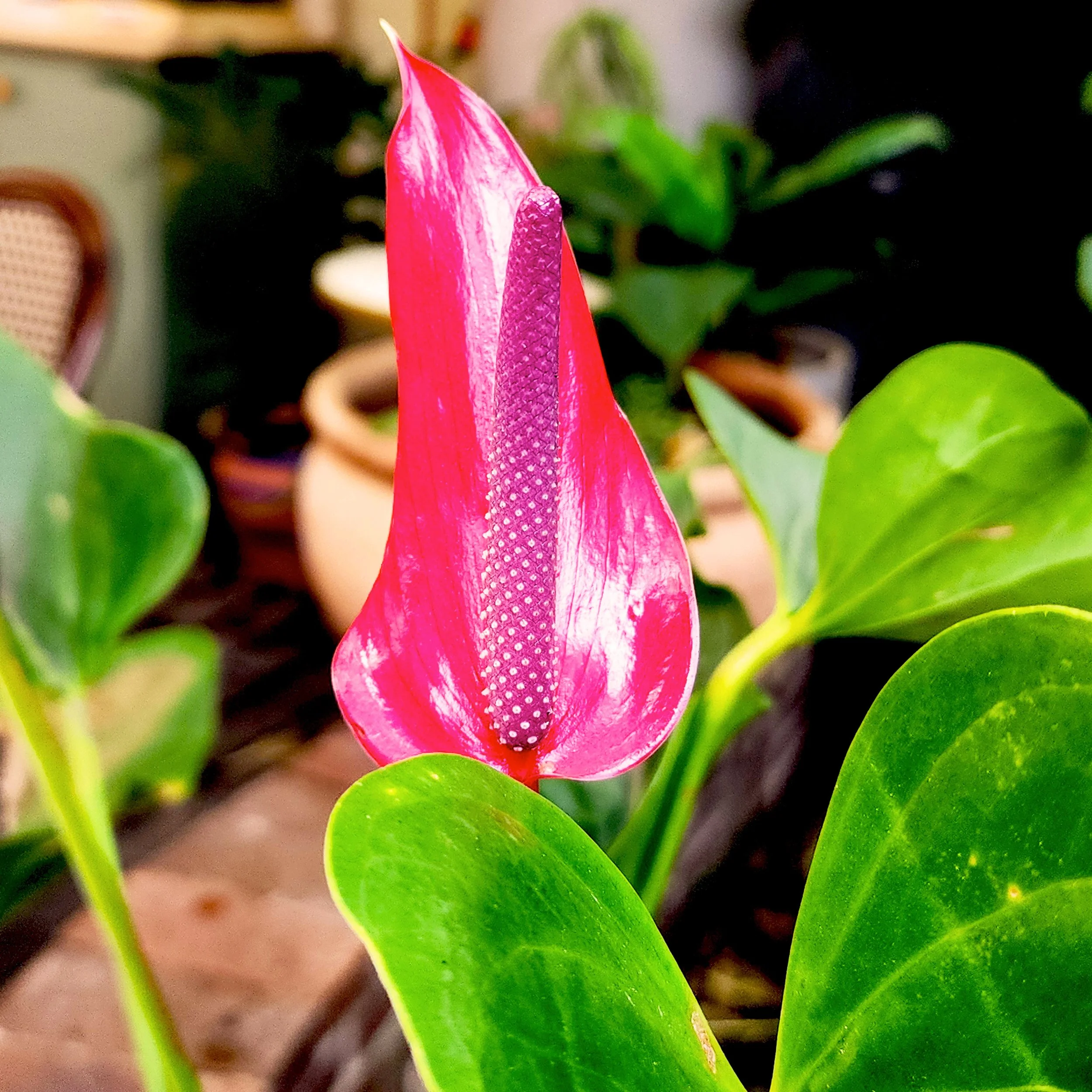 Floral17.jpg
