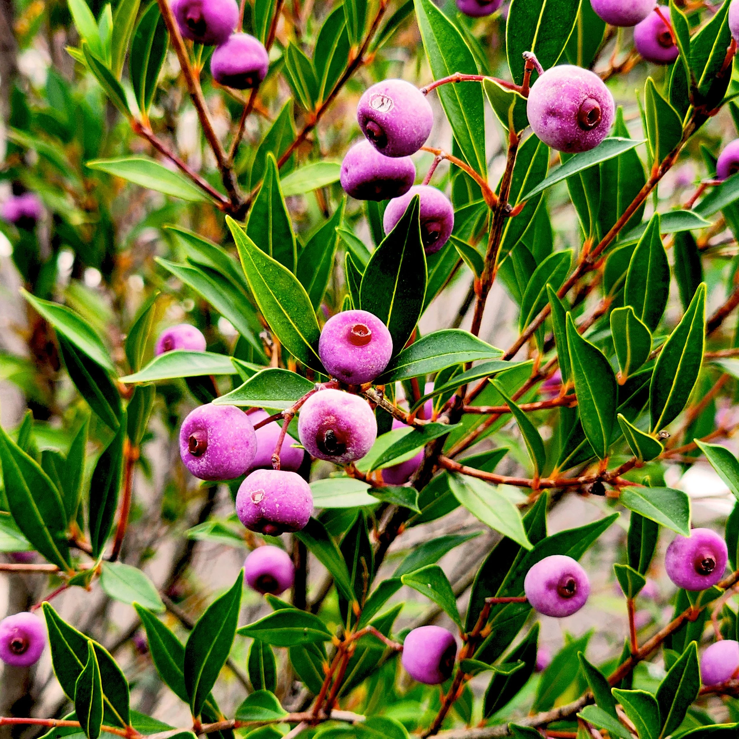 Floral18.jpg