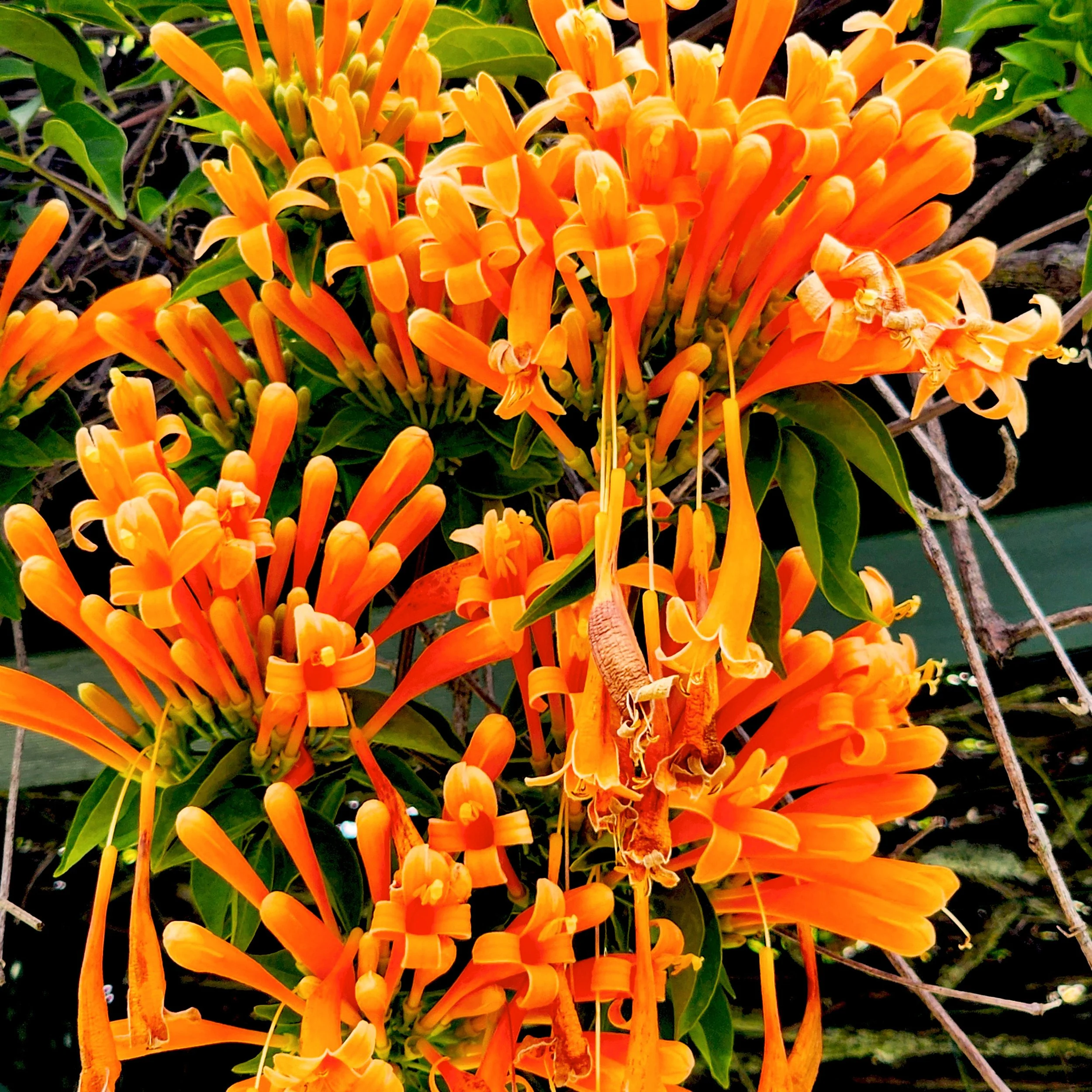 Floral19.jpg
